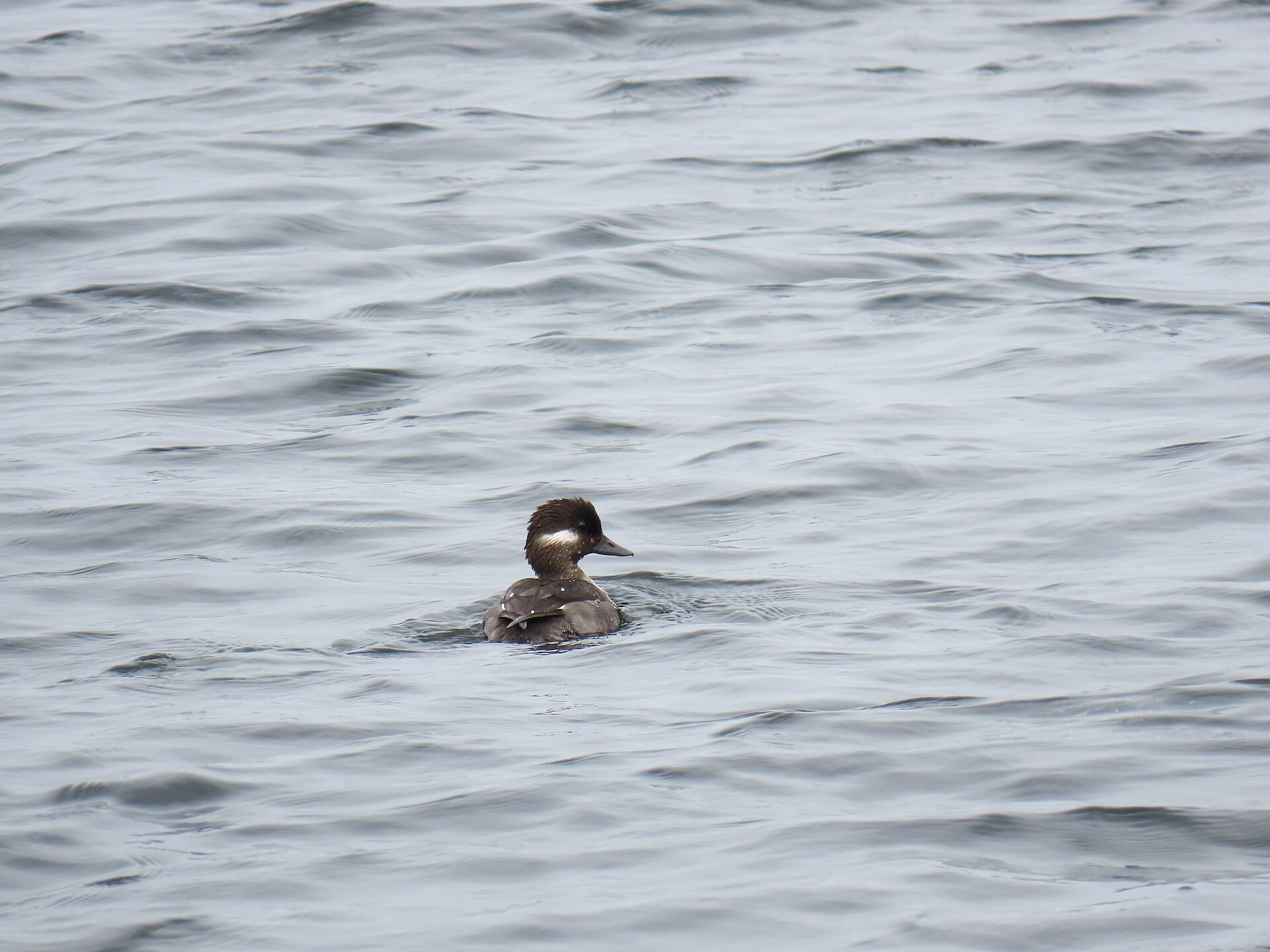 Bufflehead Duck (Bucephala albeola)