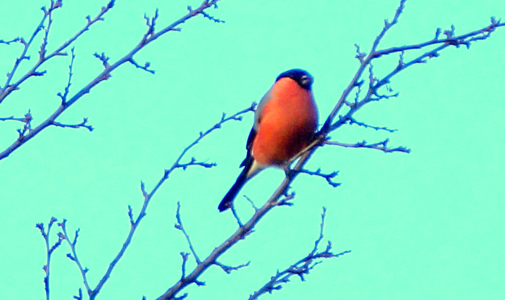 Bullfinch Bullfinch ()