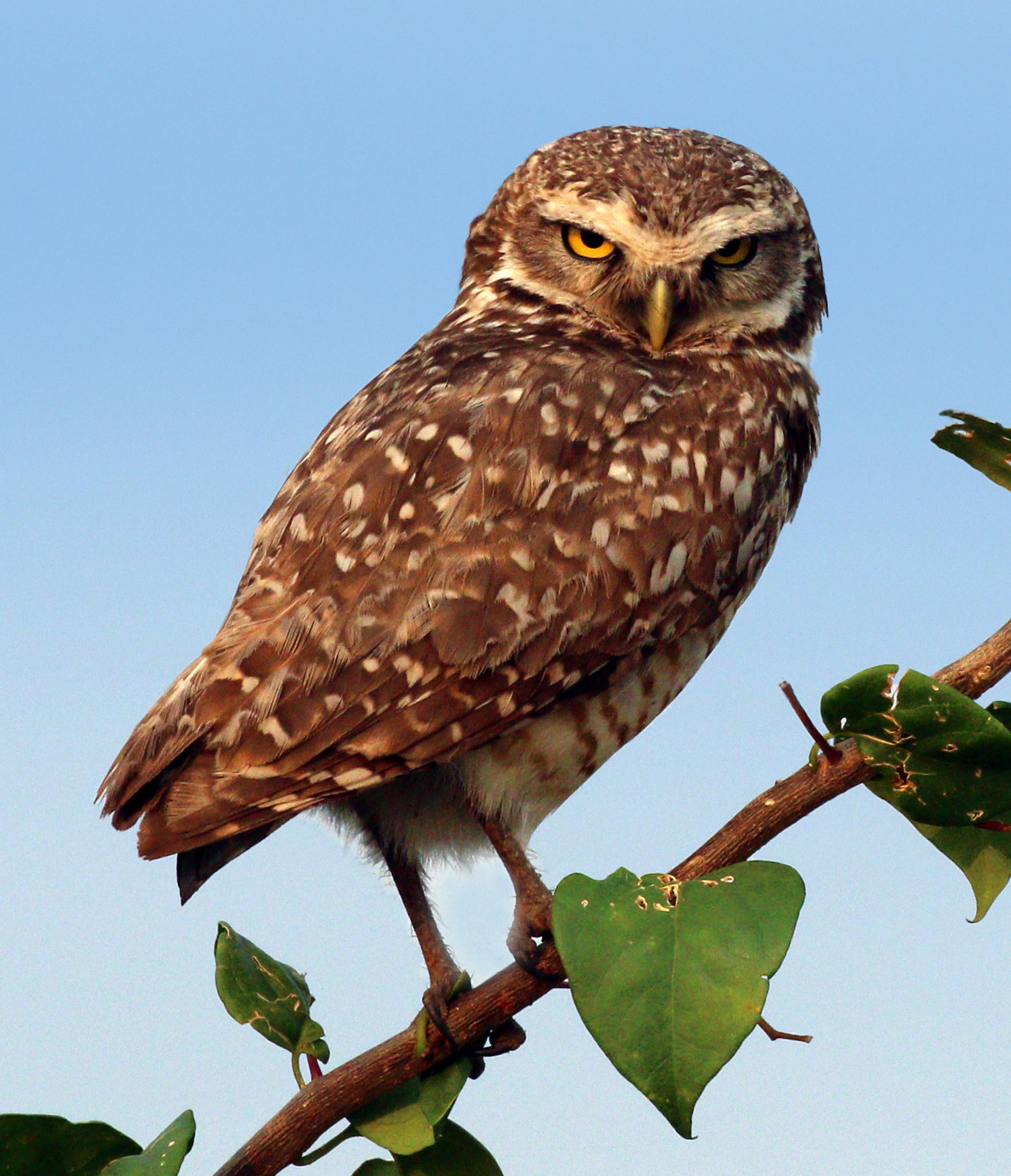 Burrowing Owl ()