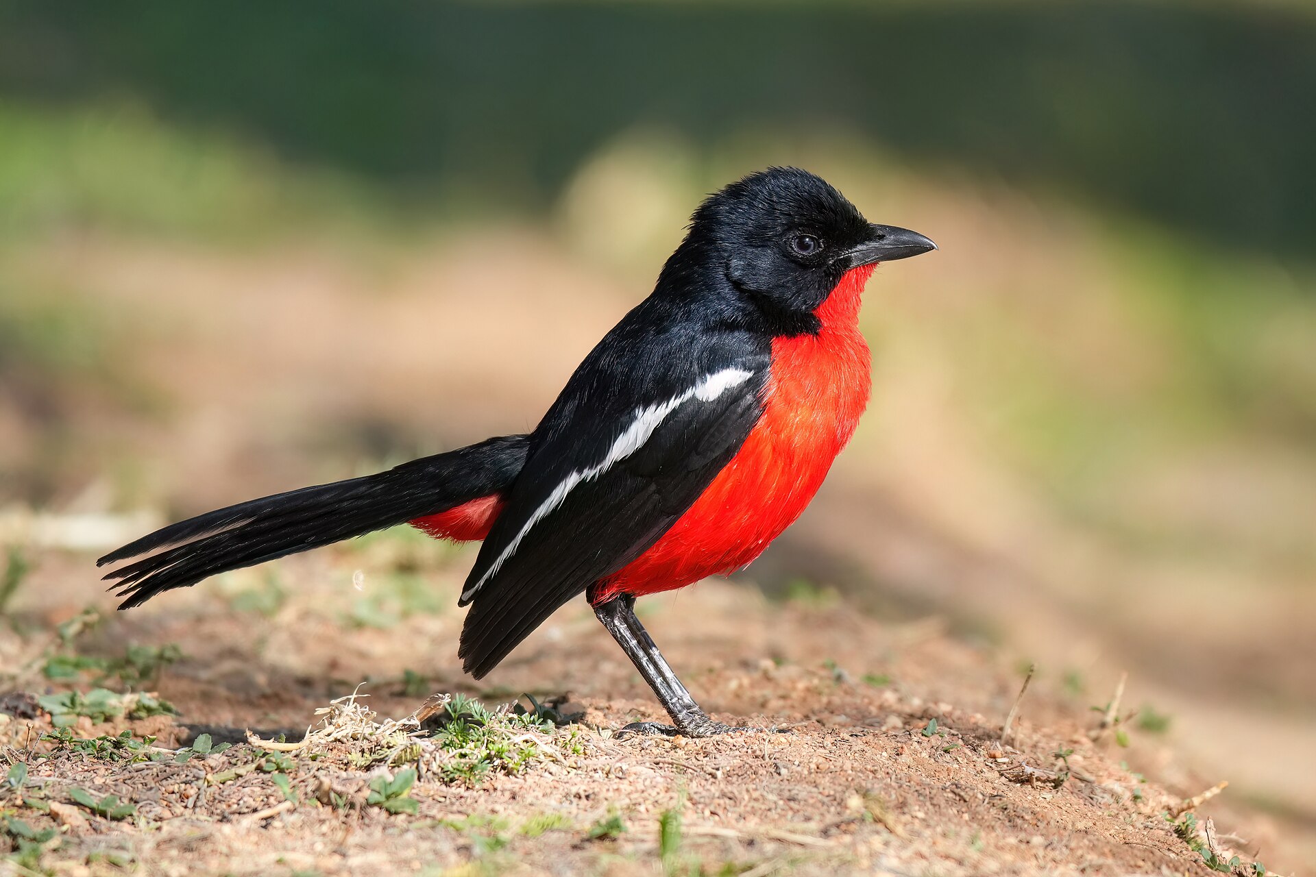 Bush Shrike (Telophorus sulfureopectus)