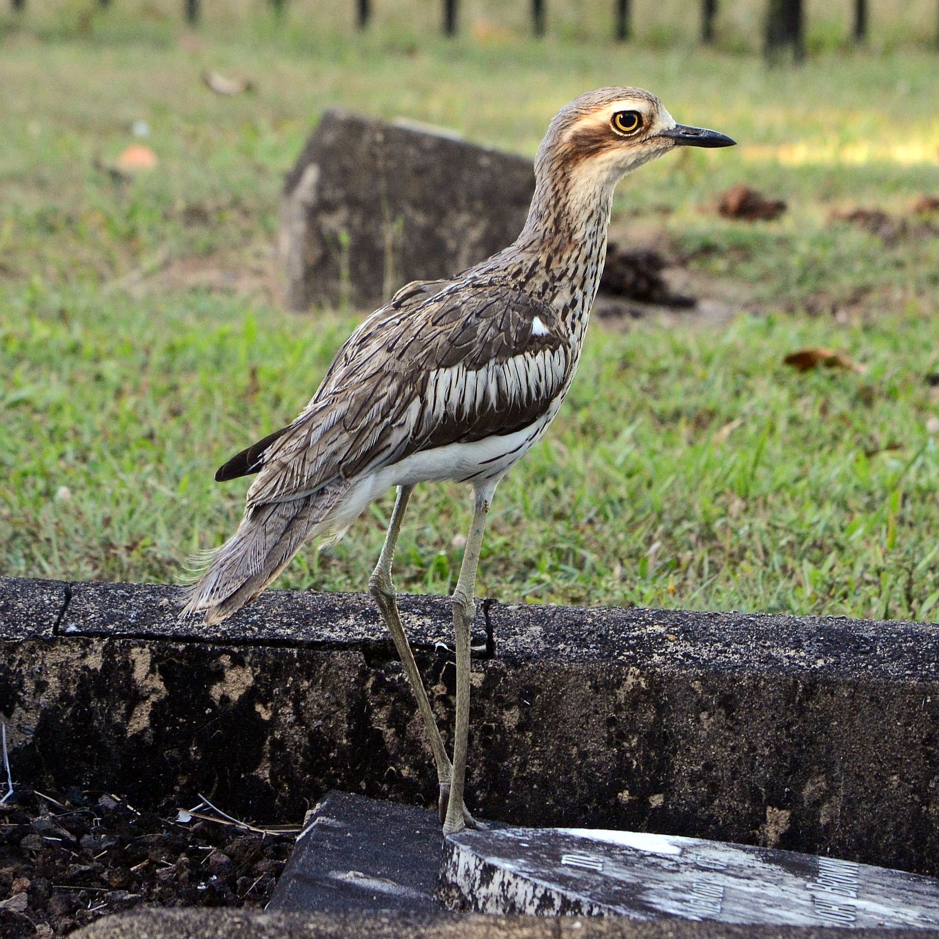 Bush Stone-curlew Habit Bush Stone-curlew Habit ()