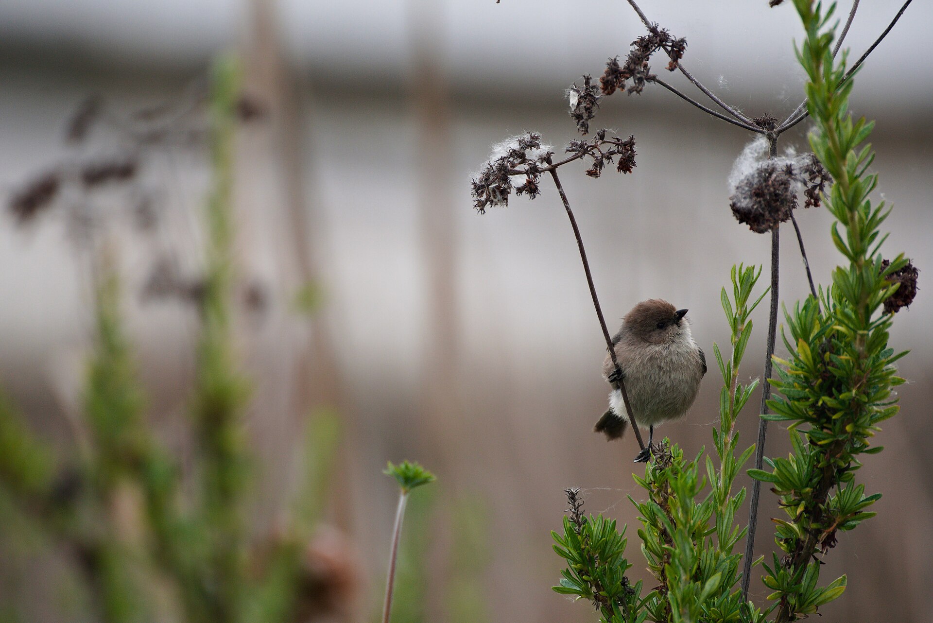 Bushtit (Psaltriparus minimus)