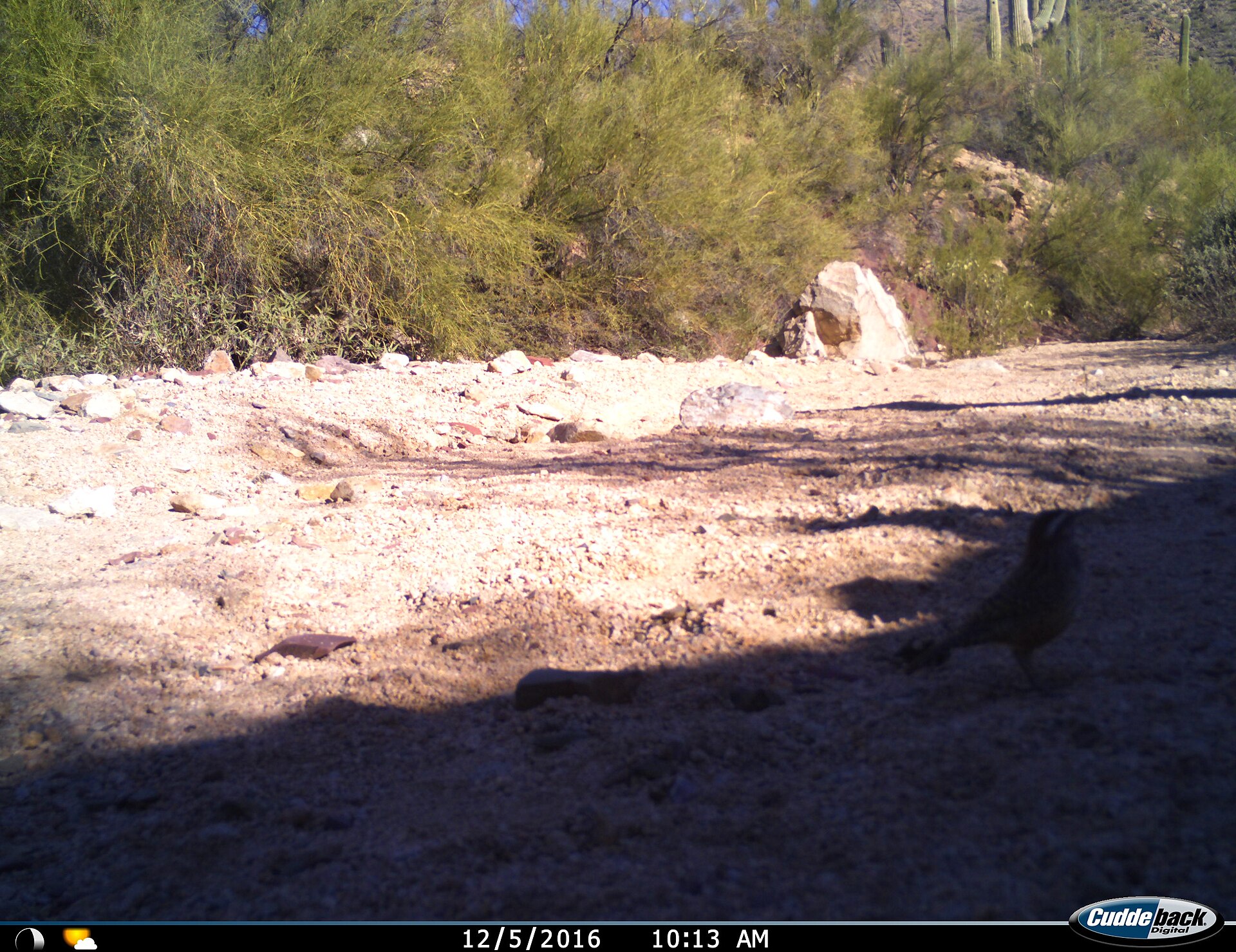 Cactus Wren (Campylorhynchus brunneicapillus)