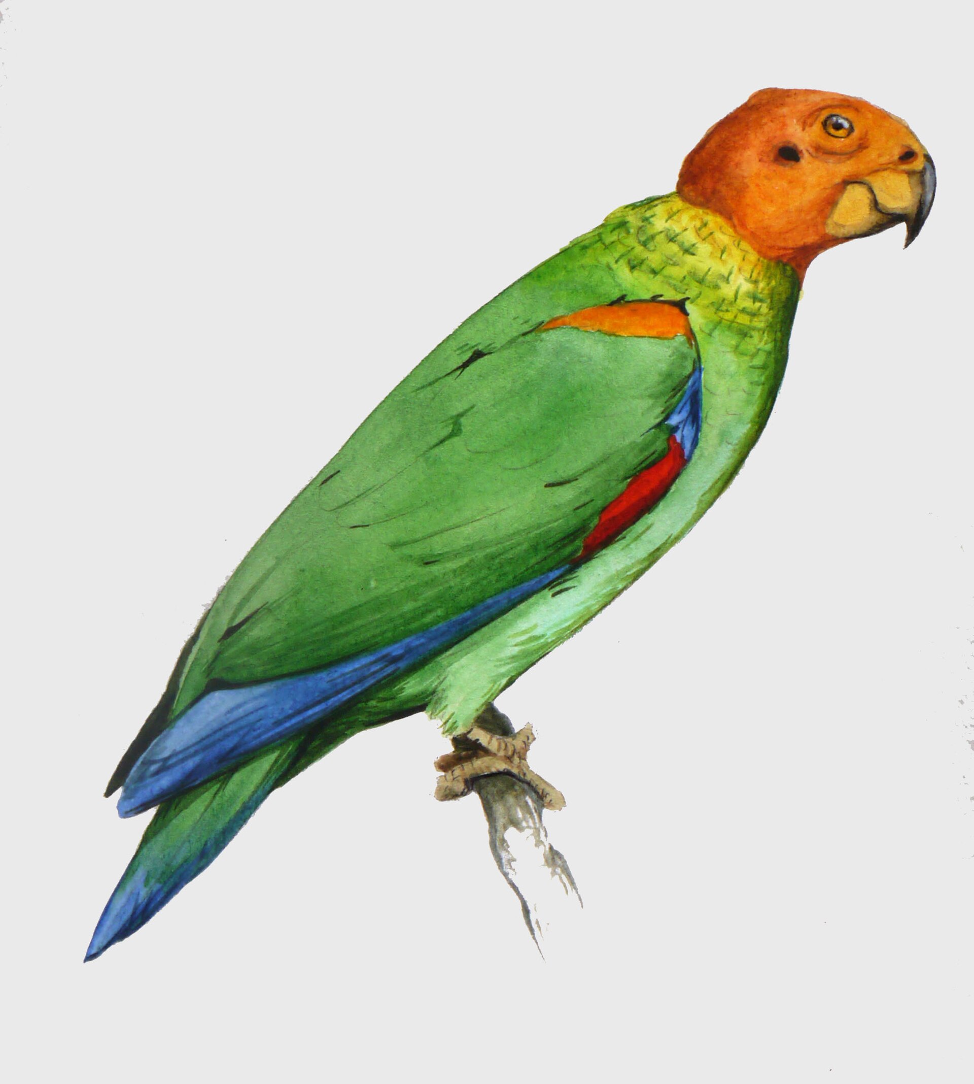 Caique Parrot (Pionites melanocephalus)