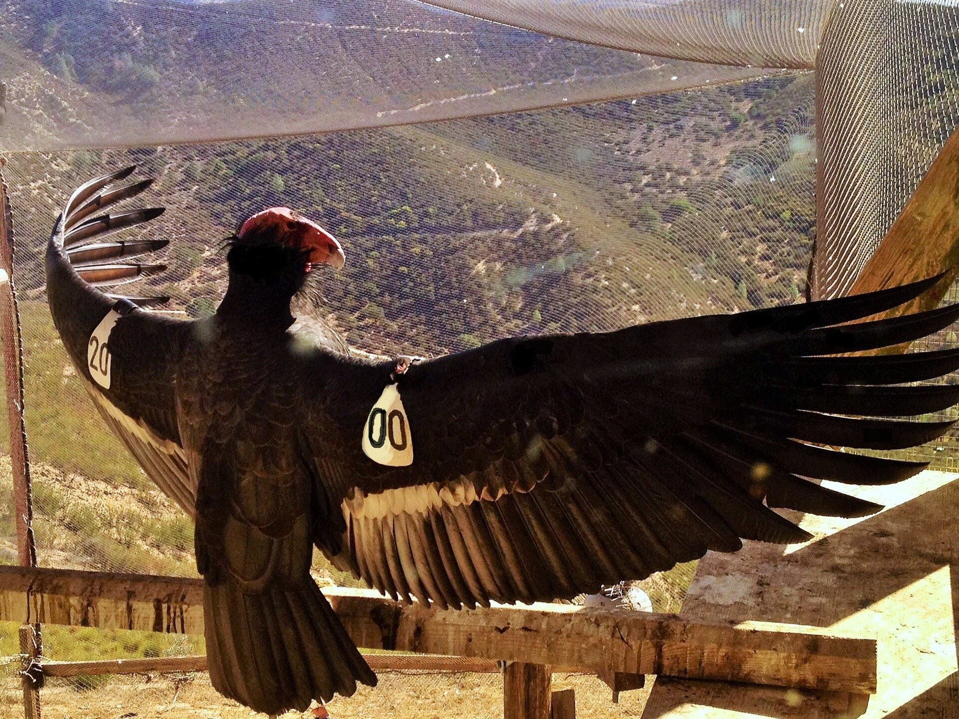 California Condor (Gymnogyps californianus)