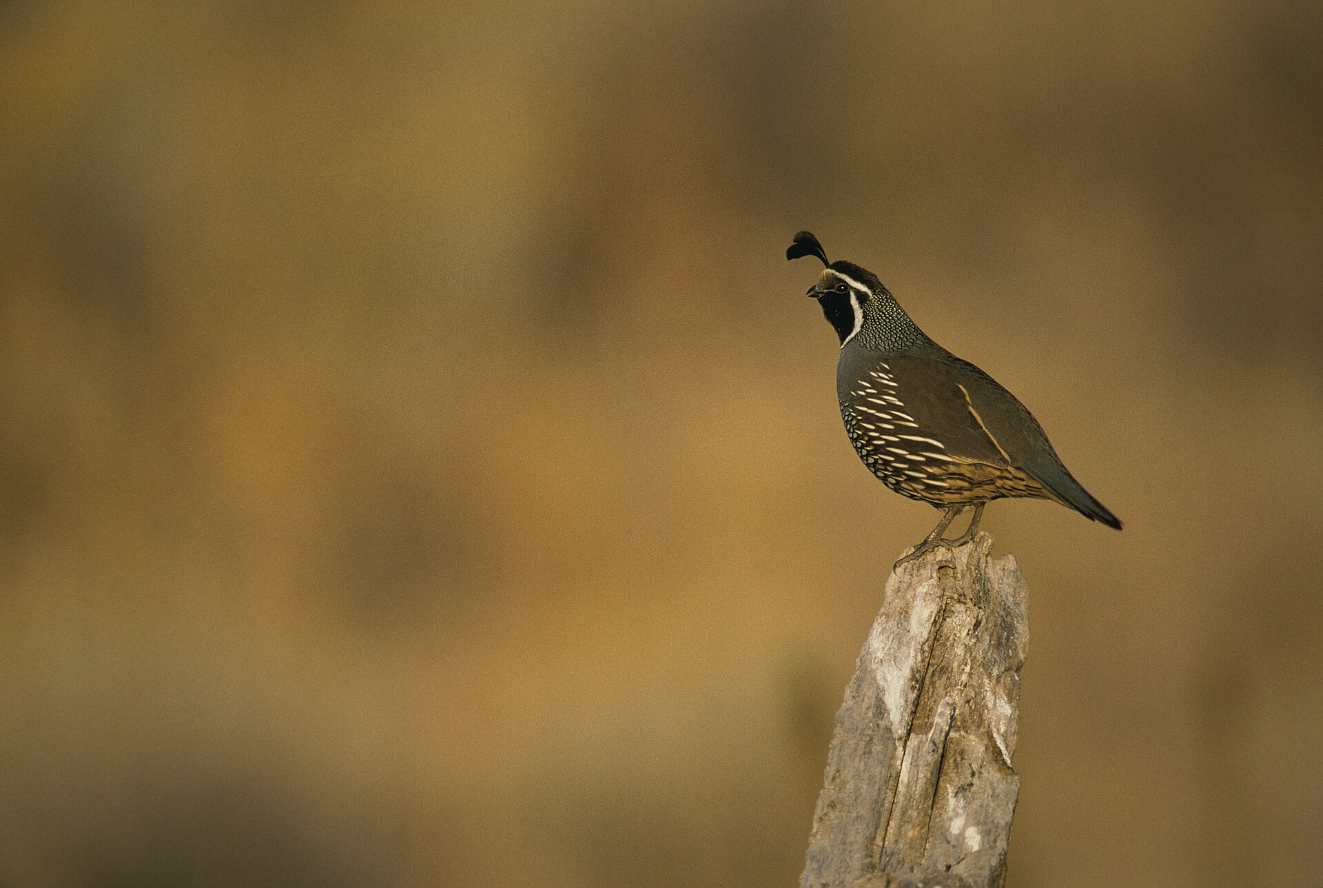 California Quail Profile California Quail Profile ()