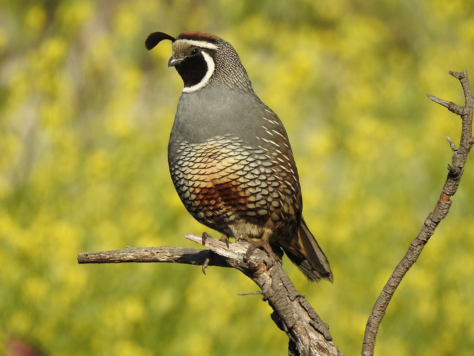 California Quail (Callipepla californica)