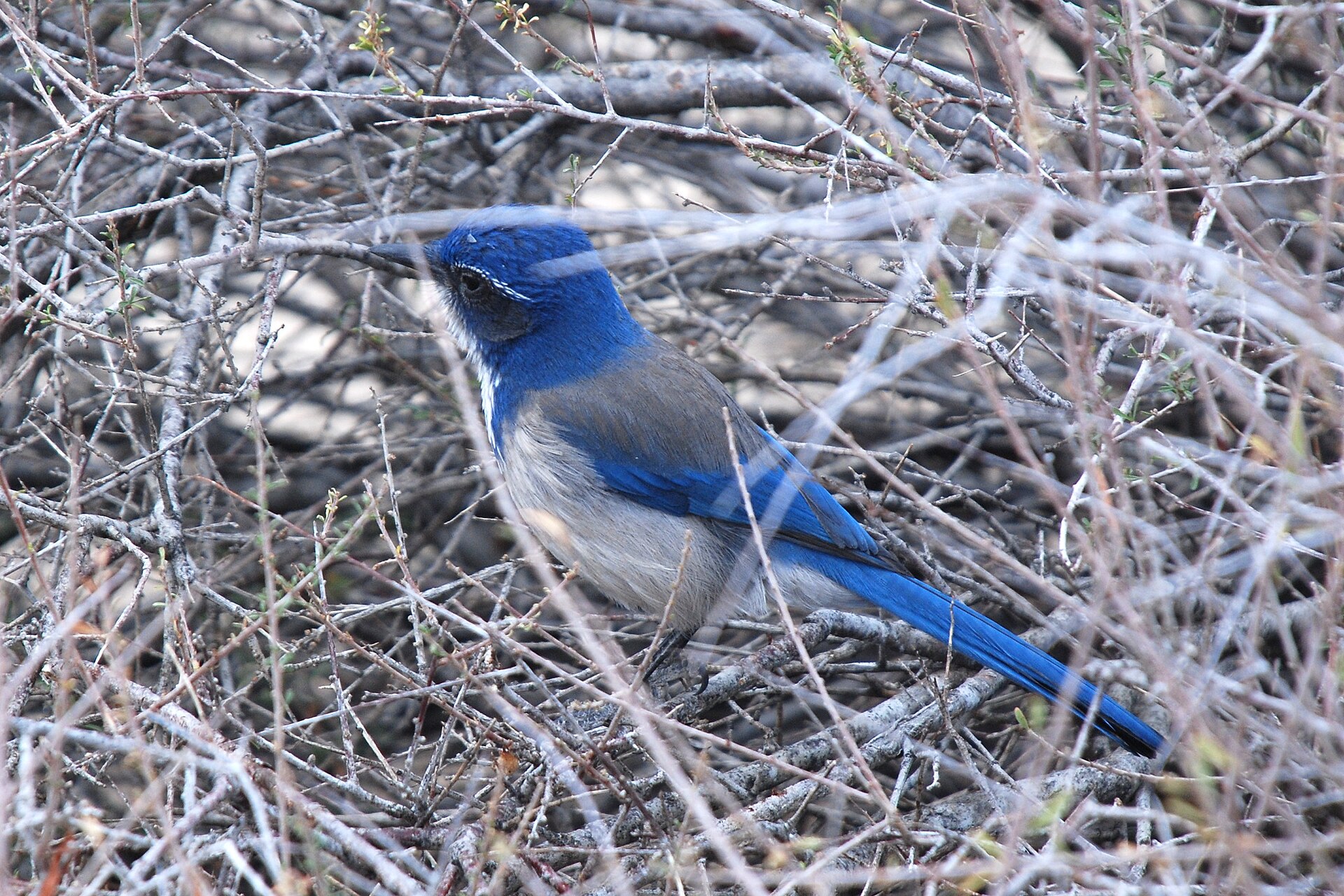 California Scrub-Jay Migration California Scrub-Jay Migration ()
