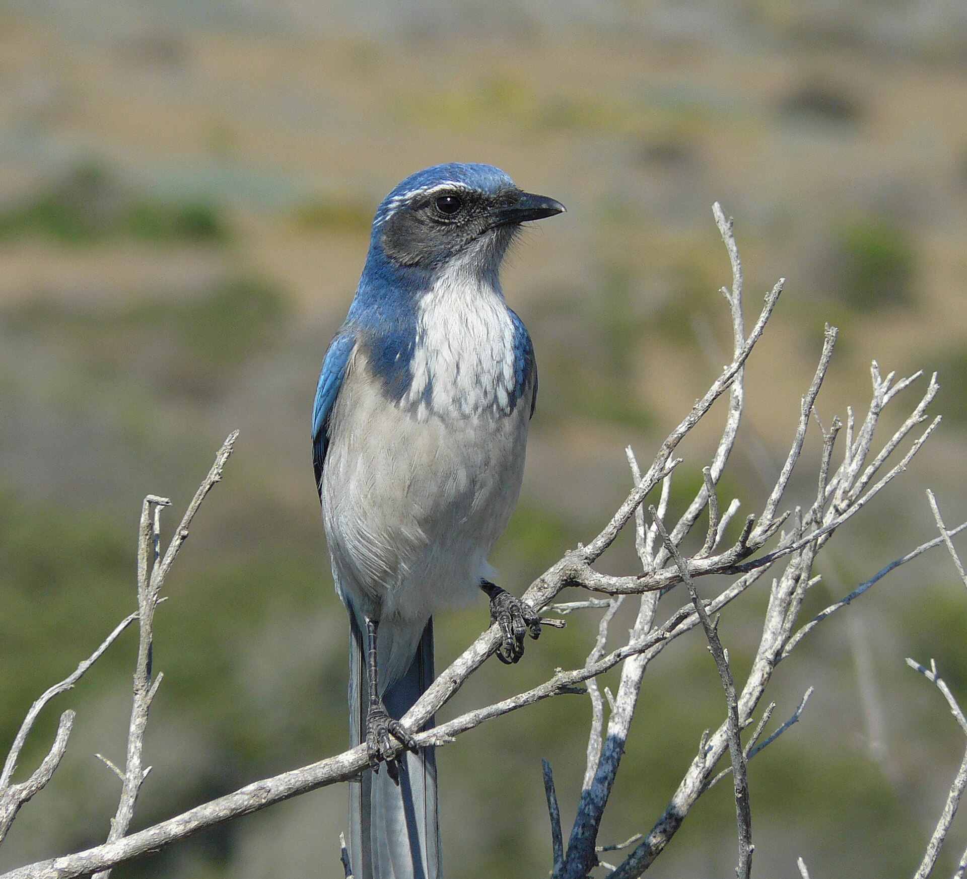 California Scrub-Jay (Aphelocoma californica)