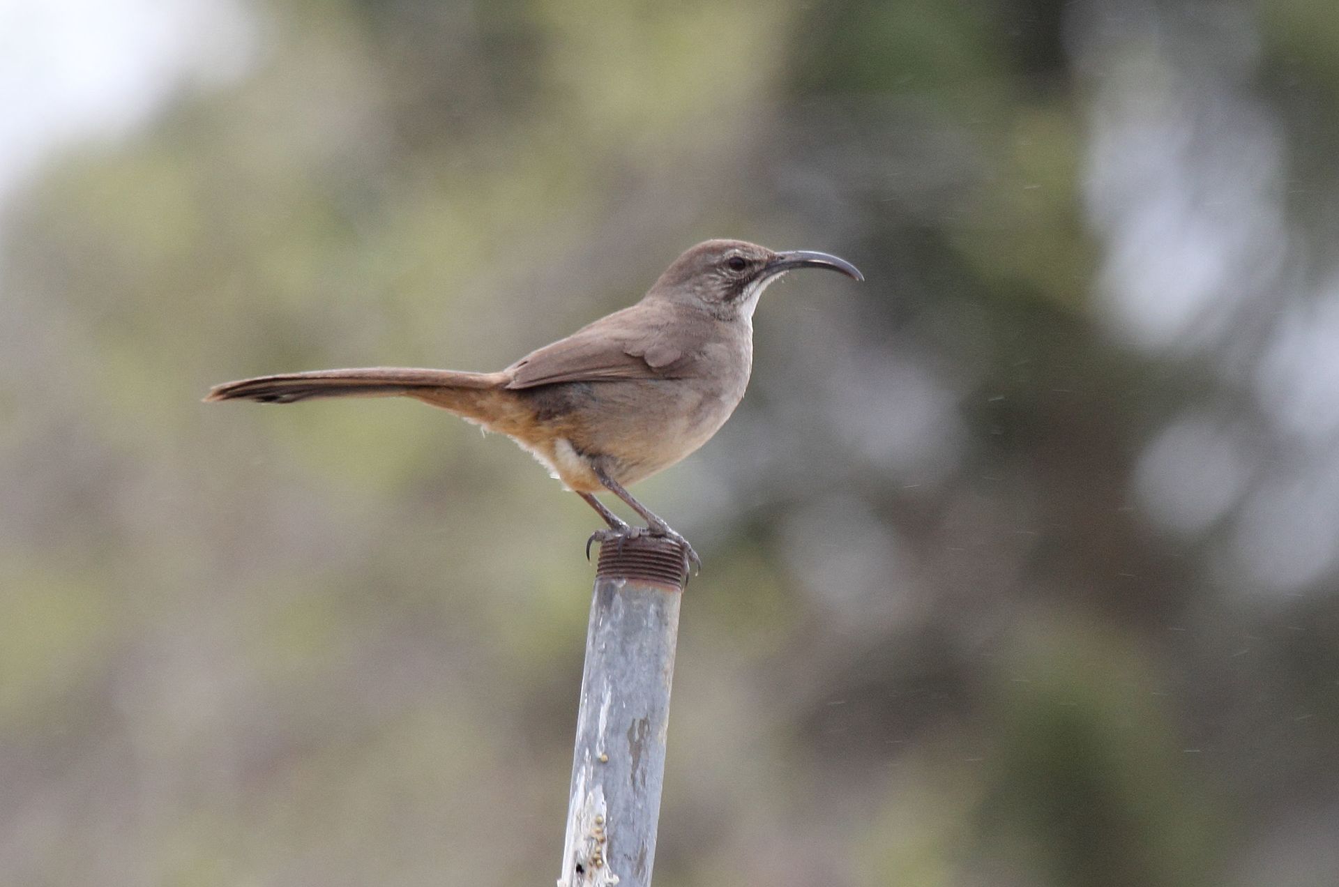 California Thrasher ()