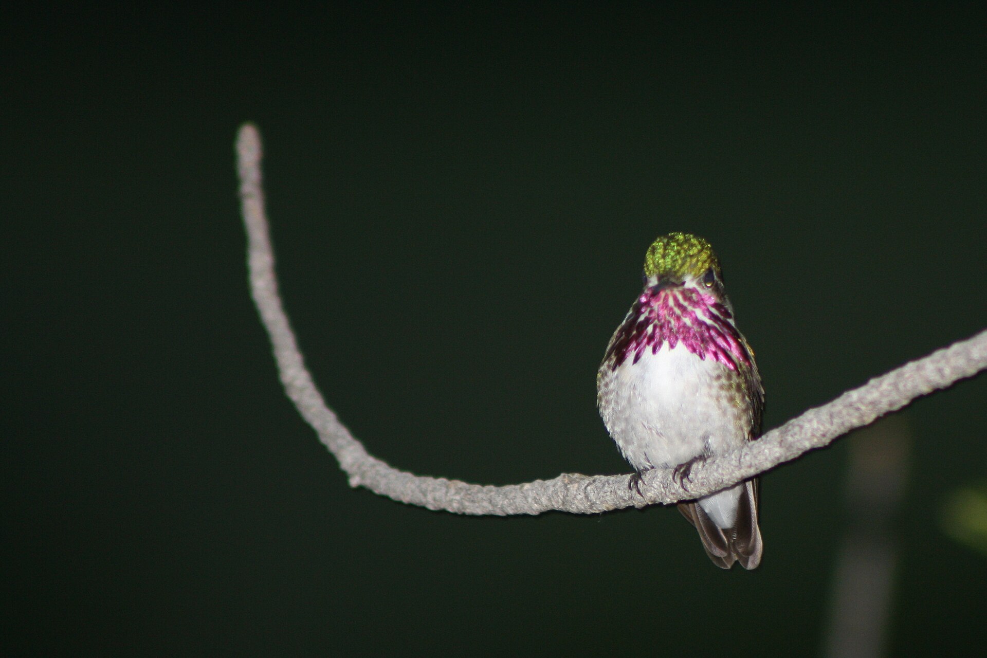 Calliope Hummingbird (Selasphorus calliope)