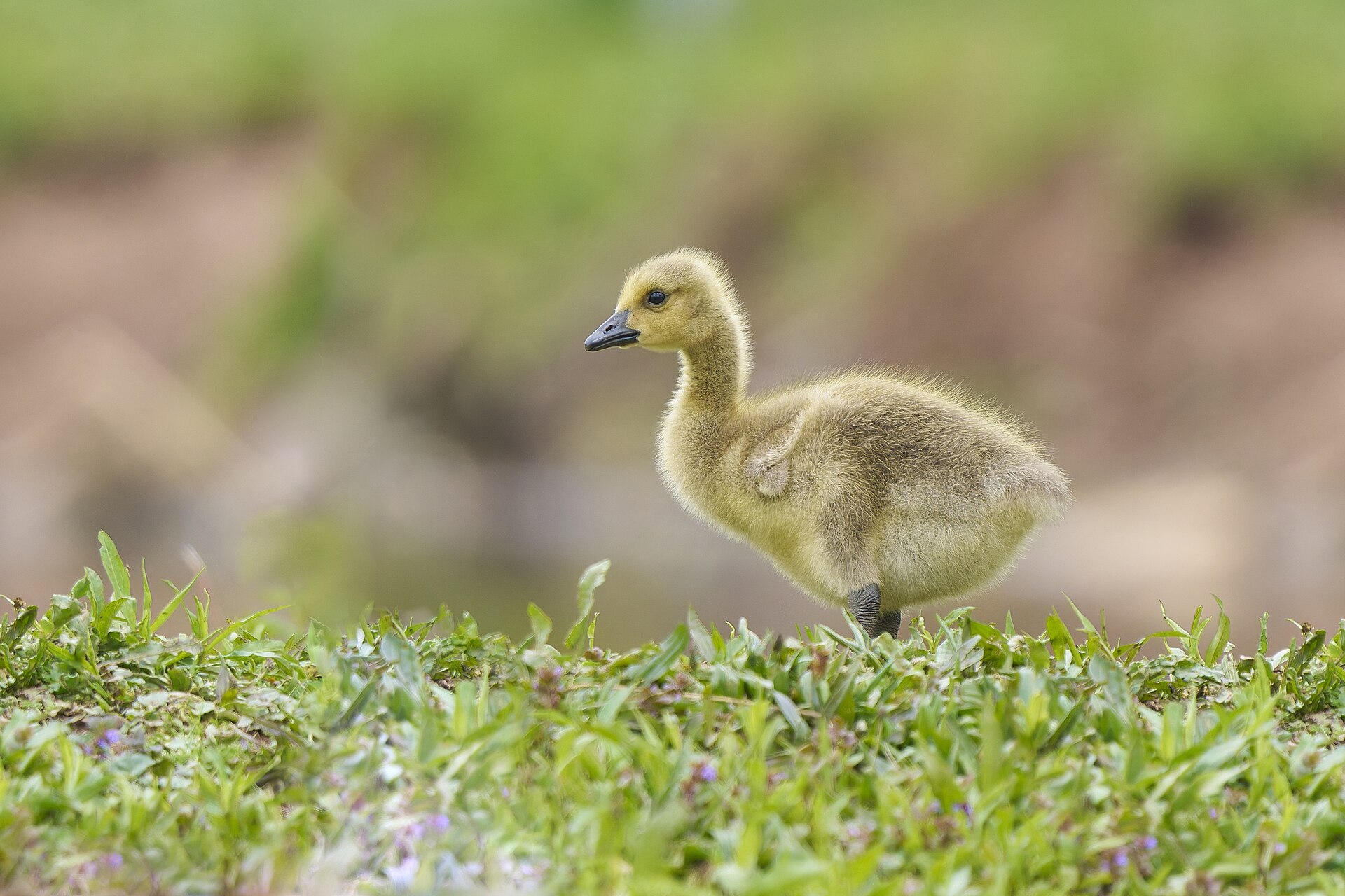 Canada Geese (Branta canadensis)