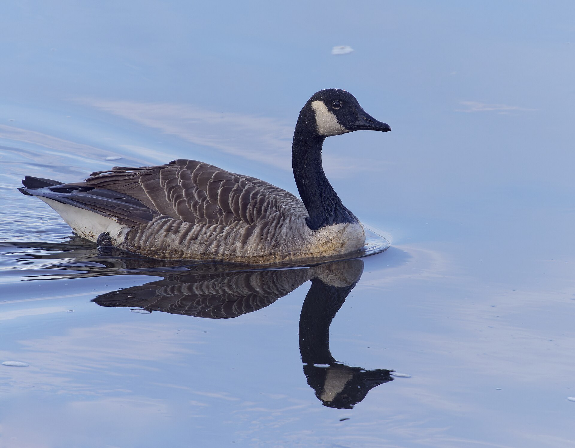 Canada Goose Canada Goose (Branta canadensis)