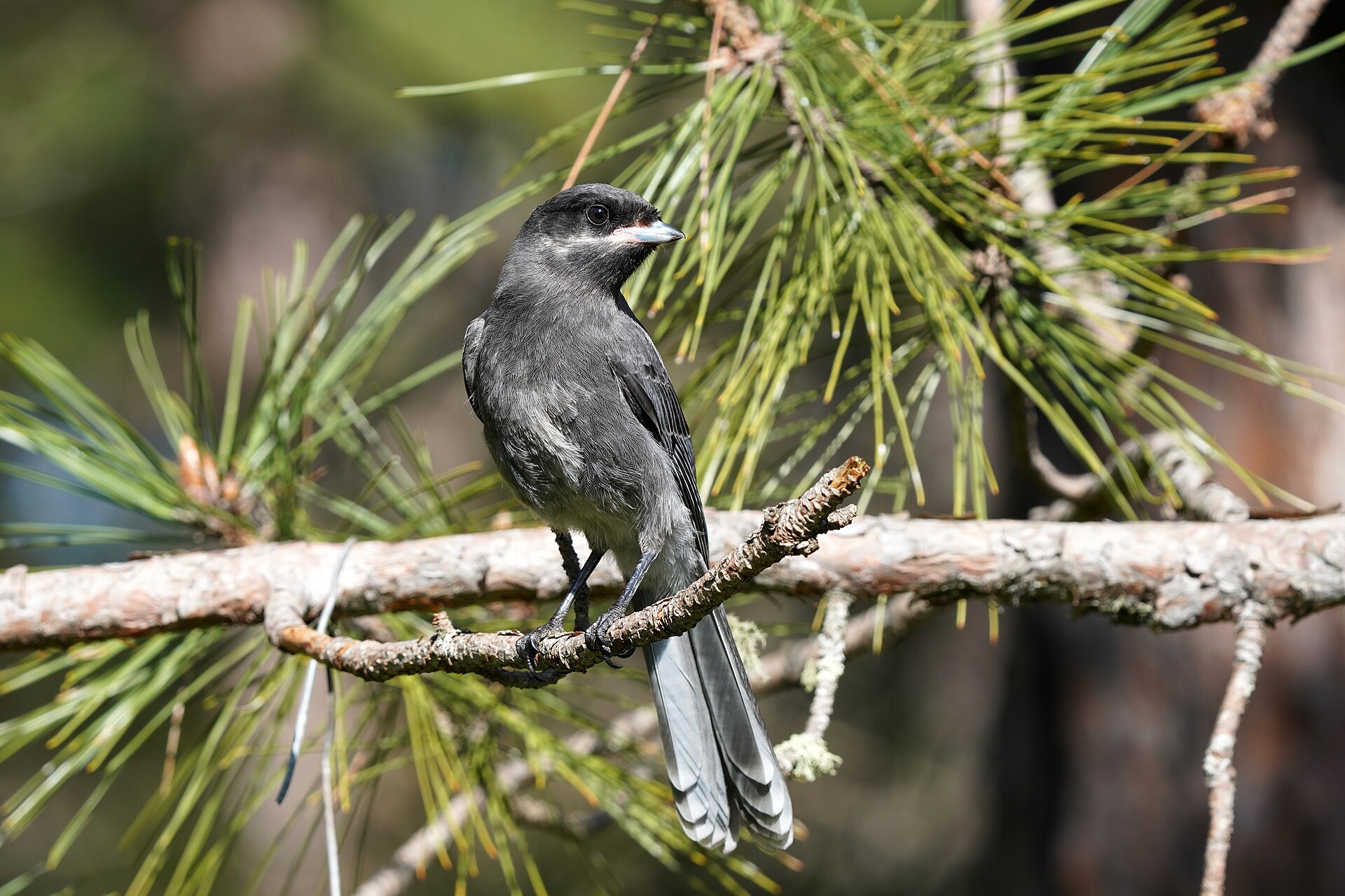 Canada Jay (Perisoreus canadensis)