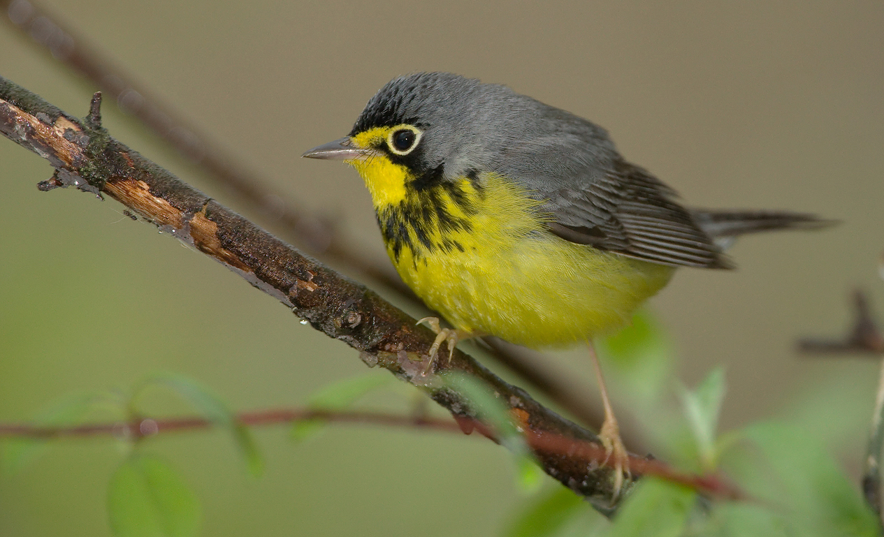 Canada Warbler ()