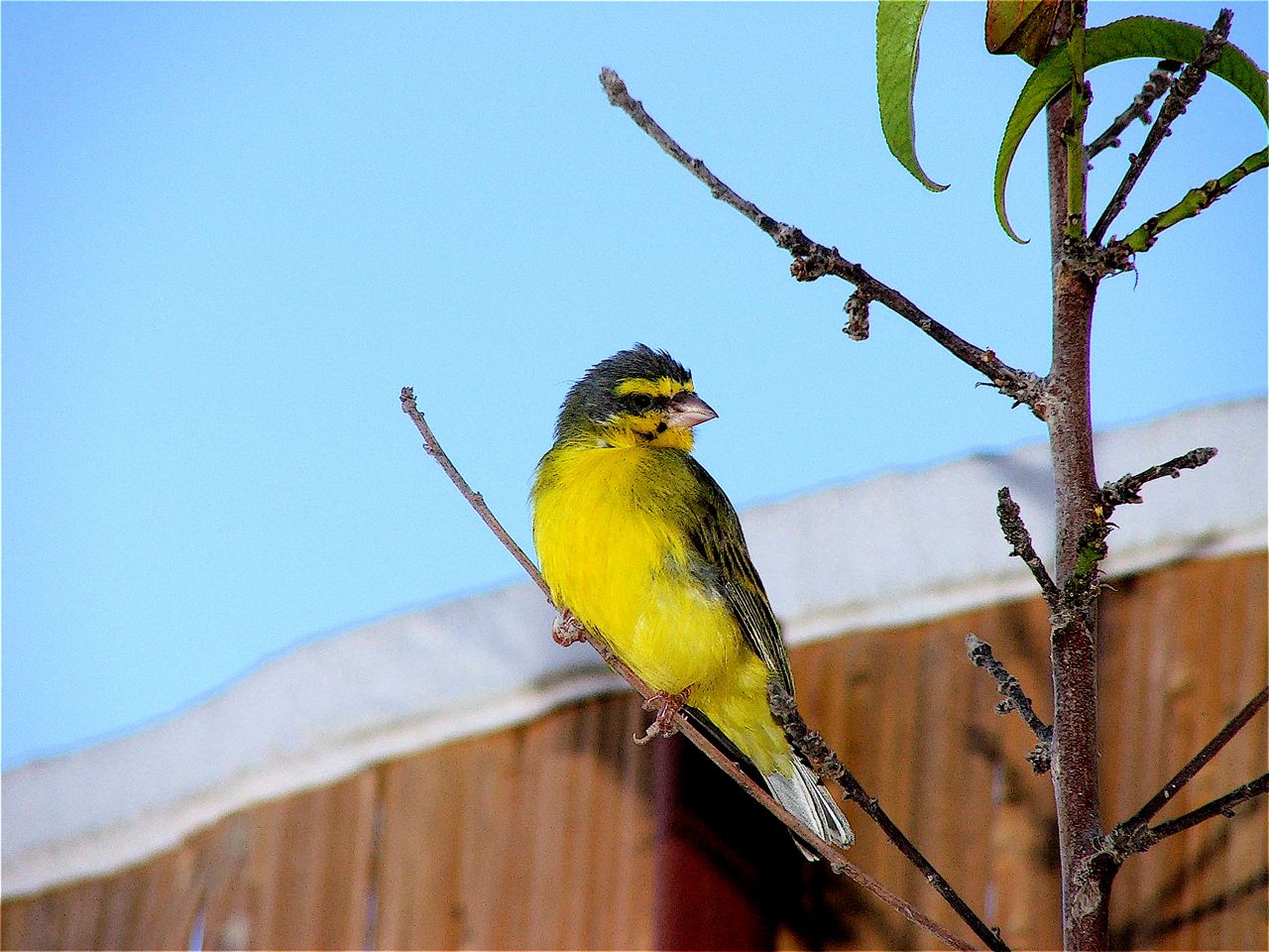 Canary Finch Canary Finch ()