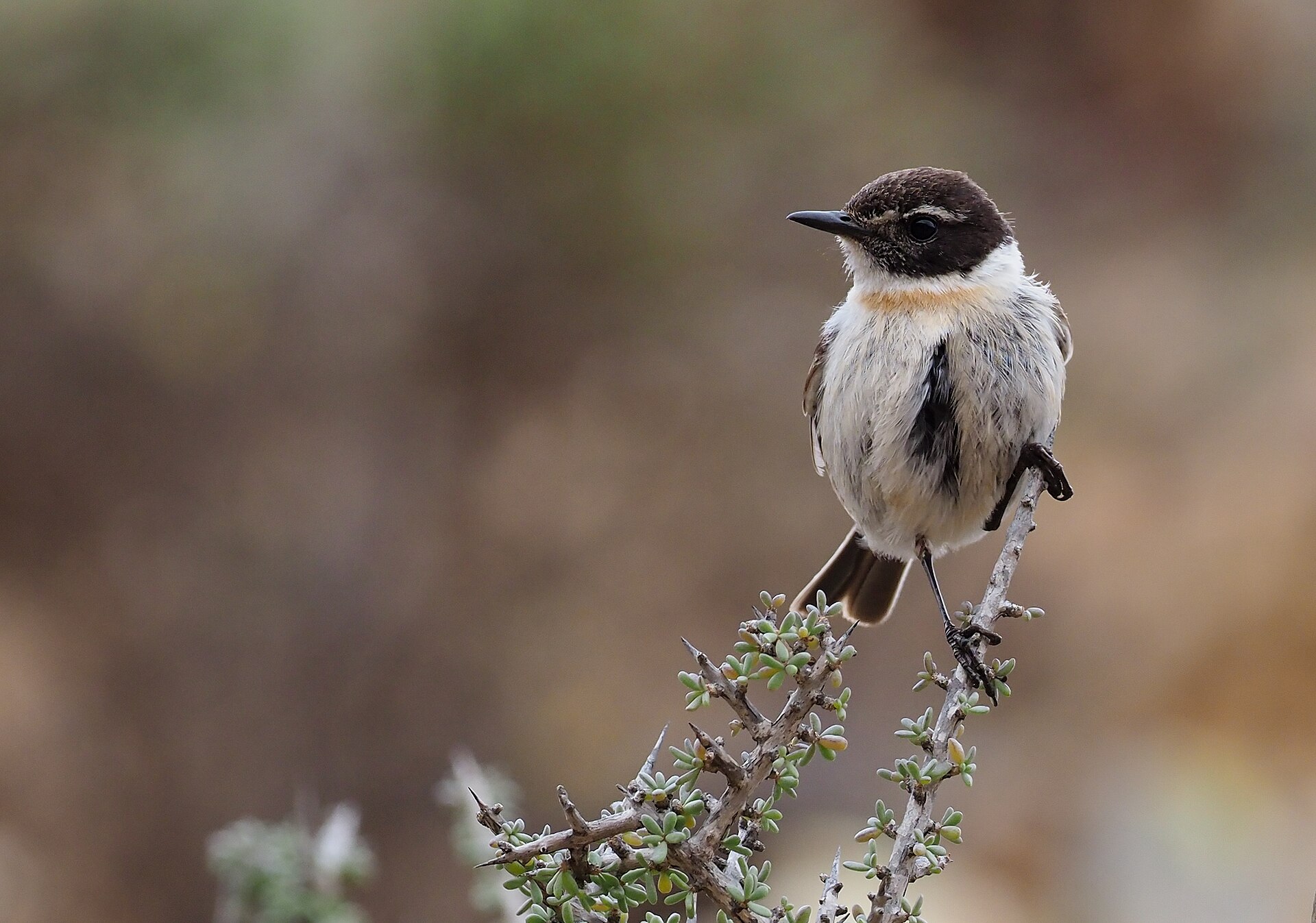 Canary Islands Stonechat Canary Islands Stonechat (Saxicola dacotiae)