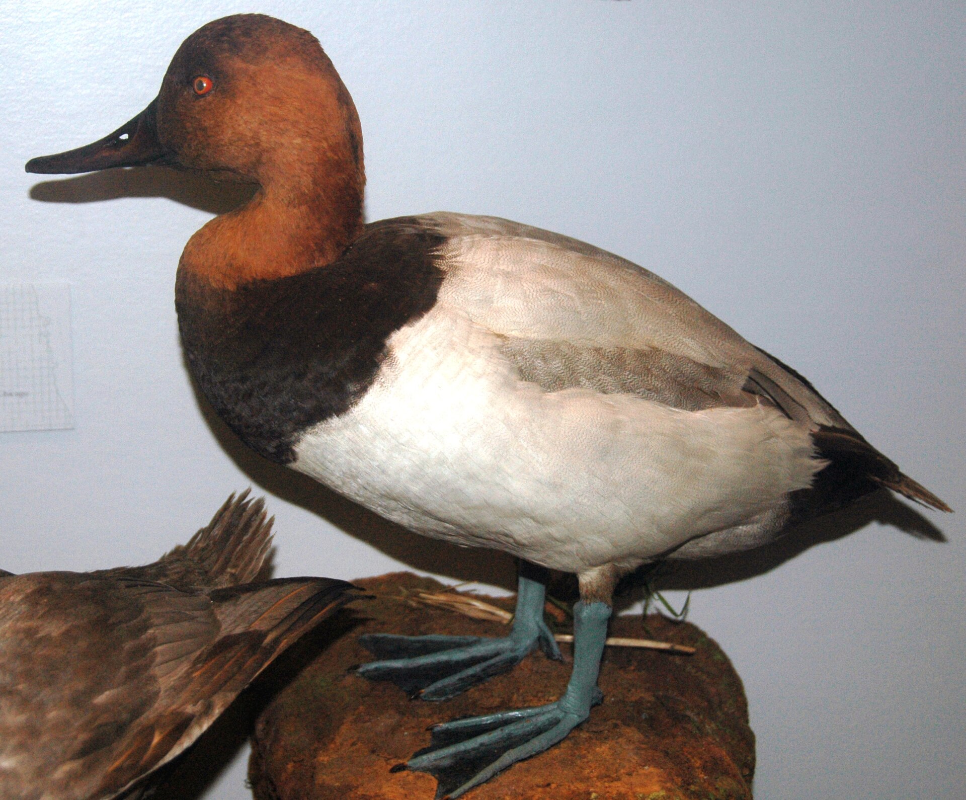 Canvasback (Aythya valisineria)