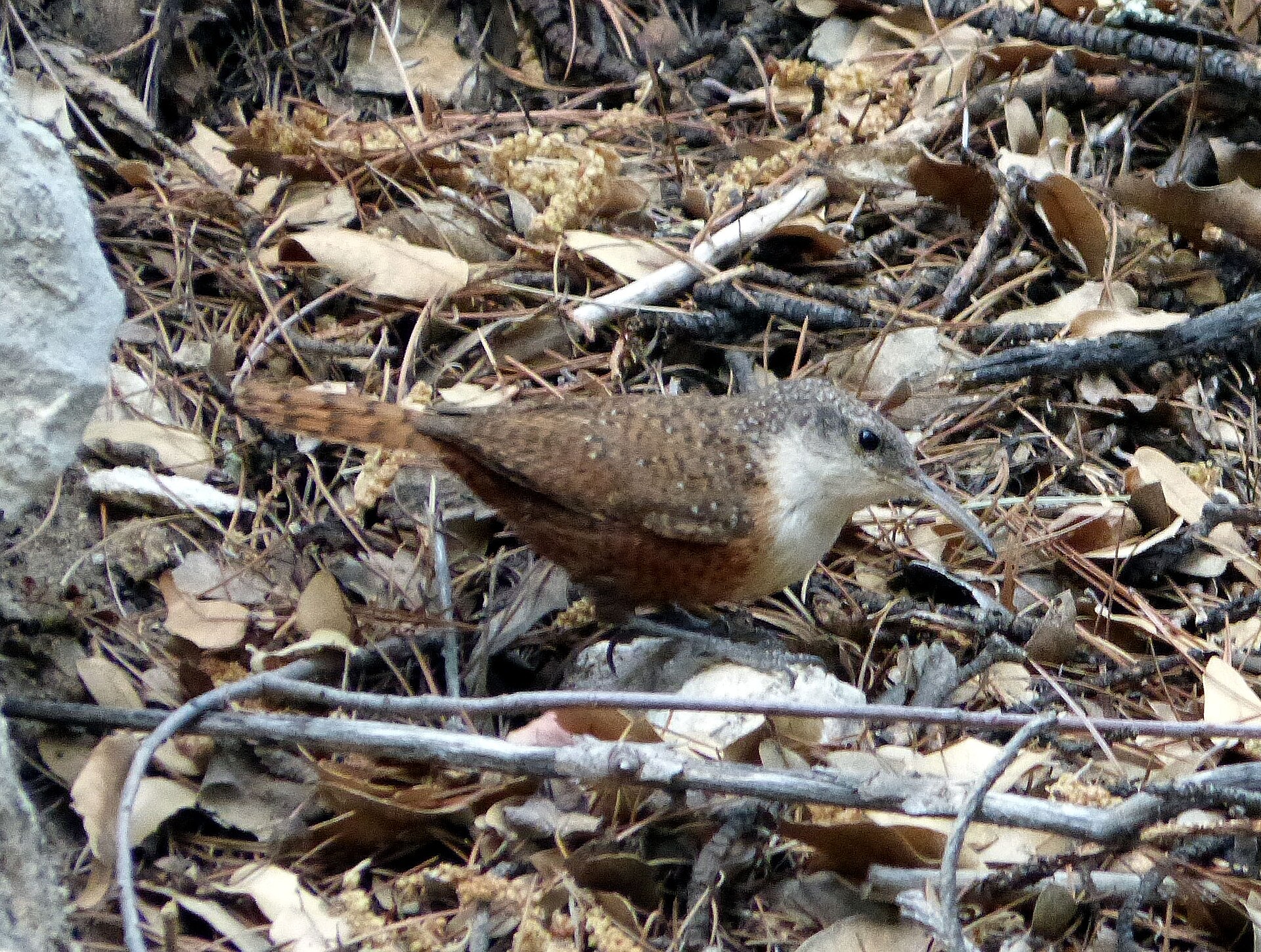 Canyon Wren (Catherpes mexicanus)