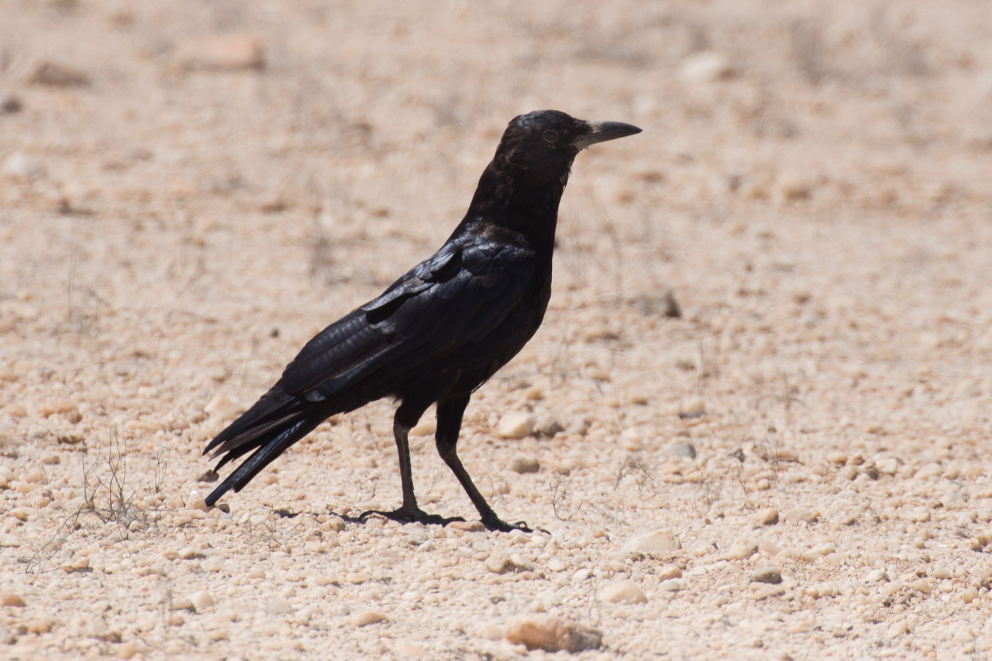 Cape Crow (Corvus capensis)