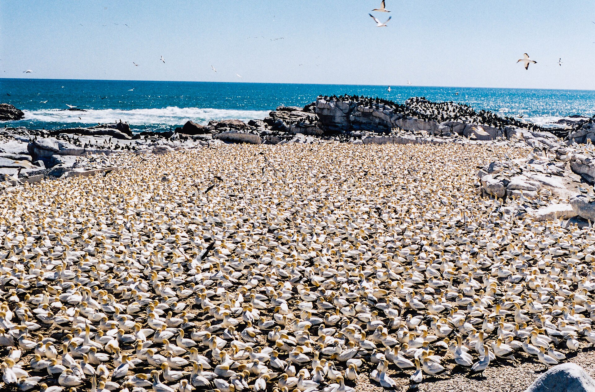 Cape Gannet Cape Gannet (Morus capensis)