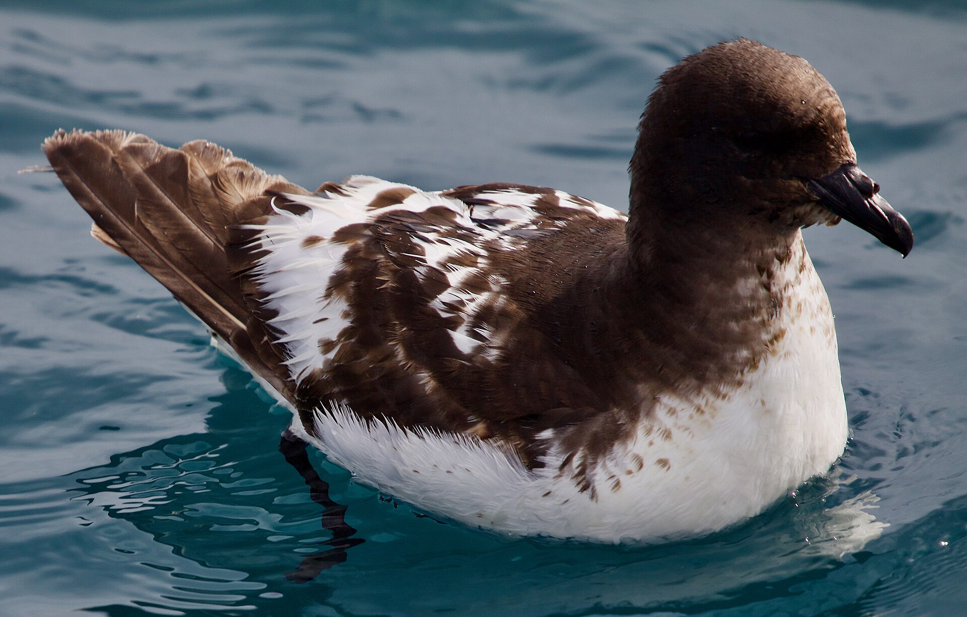 Cape Petrel Cape Petrel ()