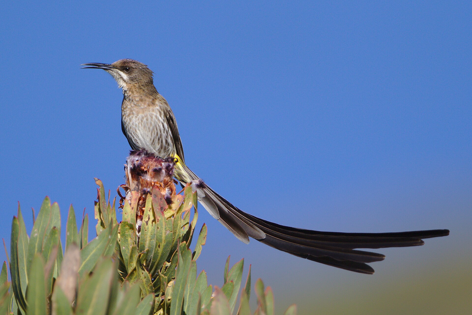 Cape Sugarbird (Promerops cafer)