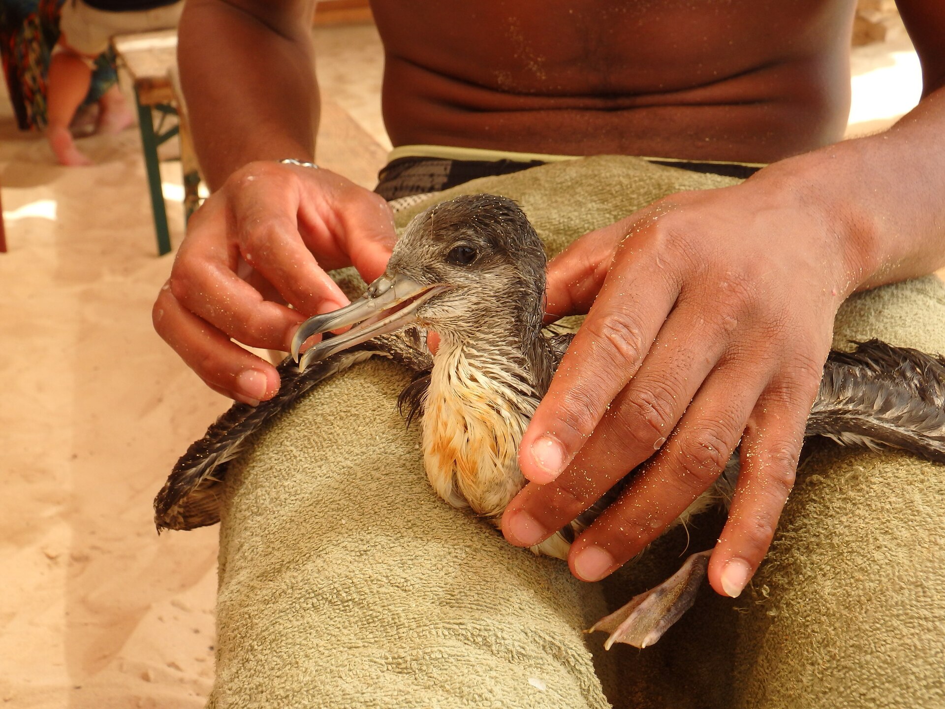 Cape Verde Shearwater Cape Verde Shearwater (Calonectris edwardsii)