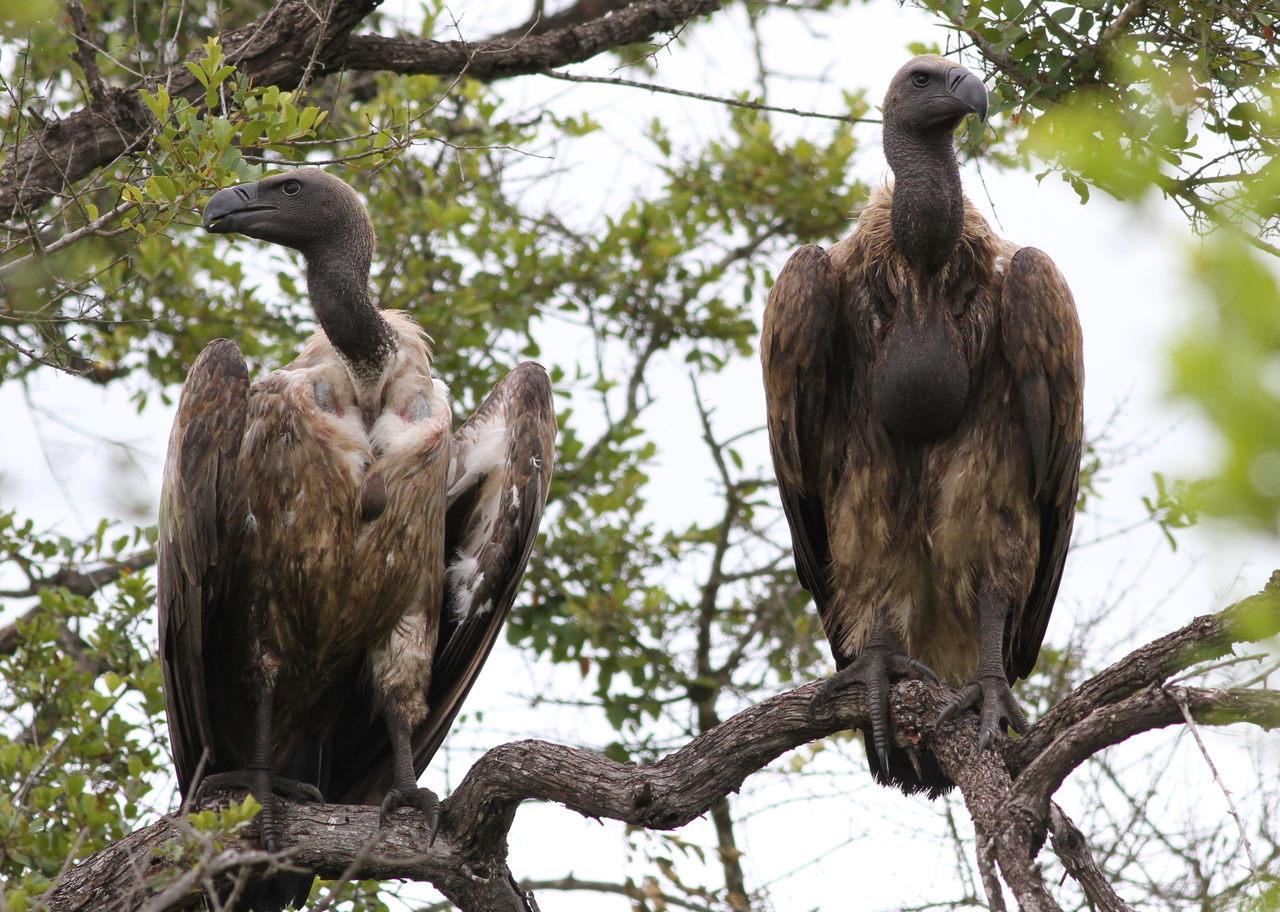 Cape Vulture Cape Vulture (Gyps coprotheres)