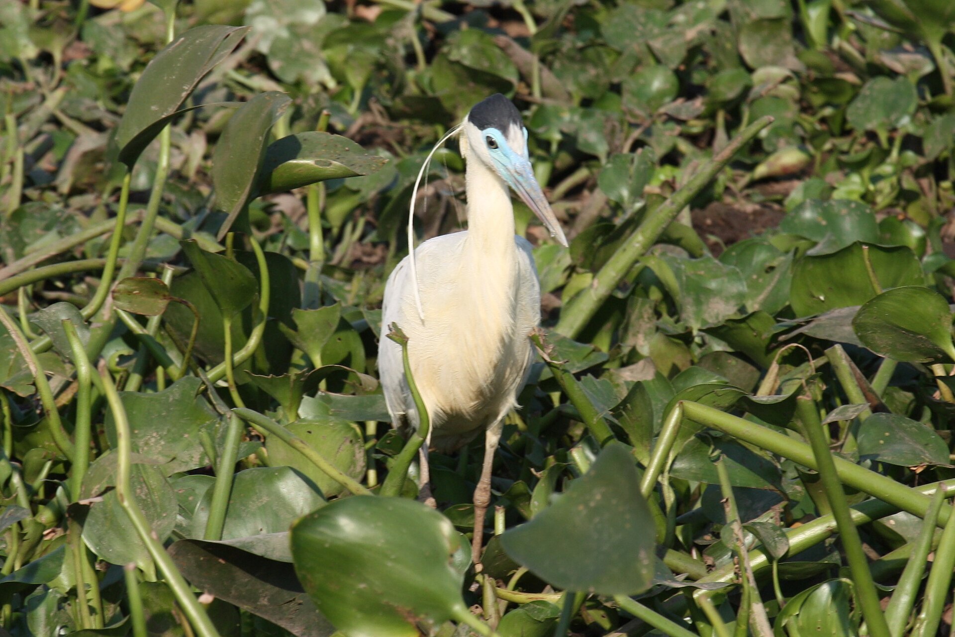 Capped Heron Capped Heron (Pilherodius pileatus)