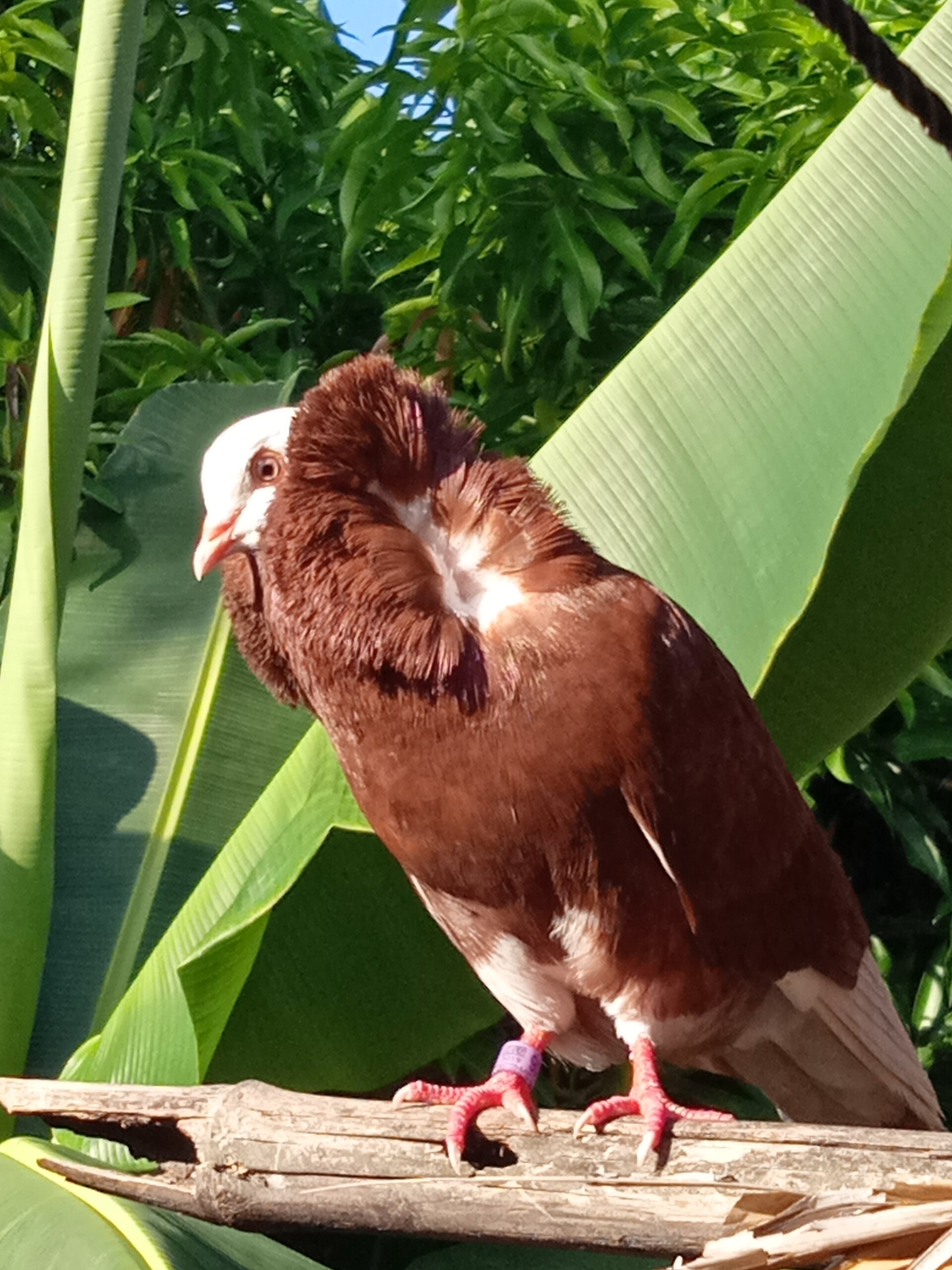 Capuchin Red Pigeon Capuchin Red Pigeon ()