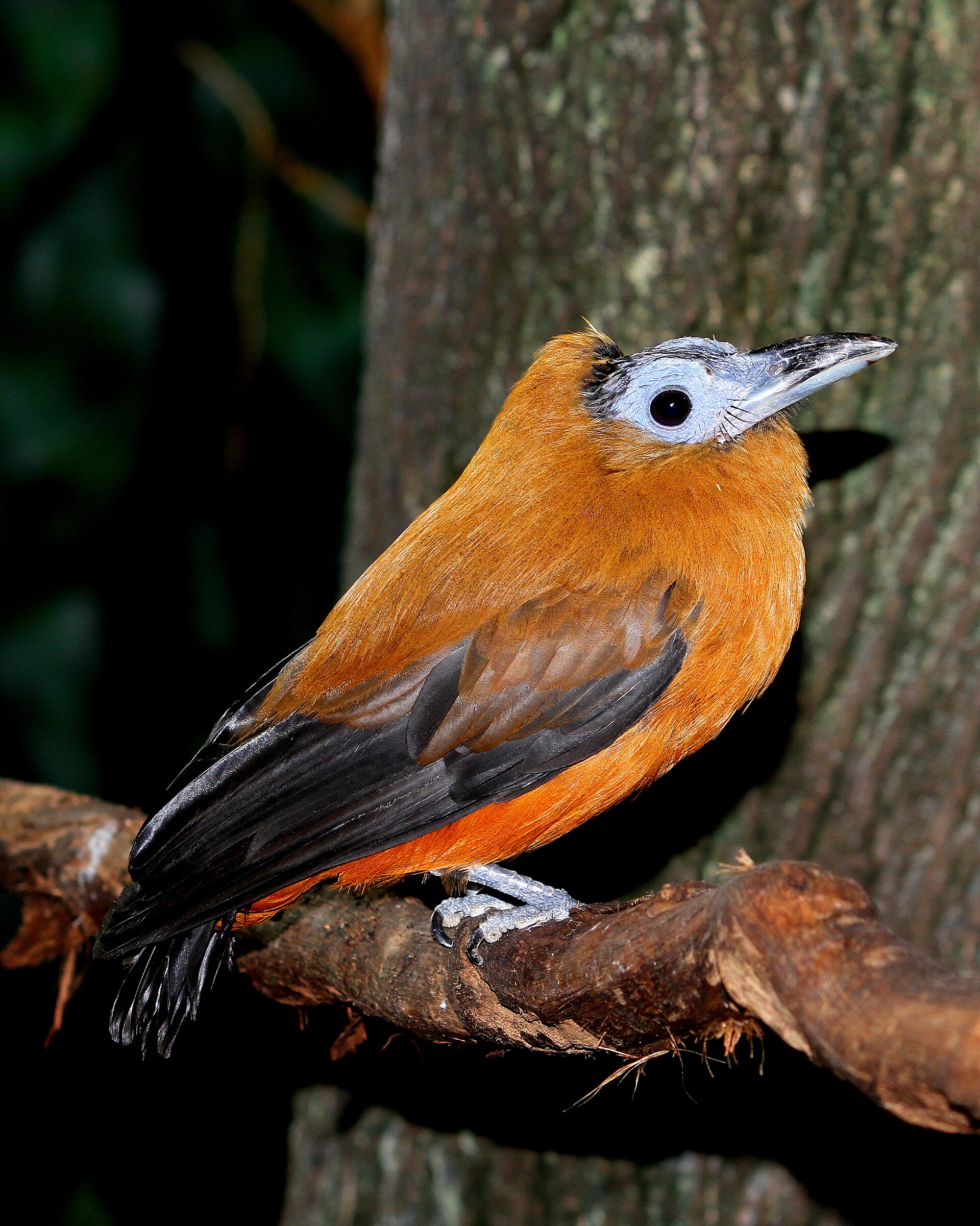 Capuchinbird Capuchinbird ()