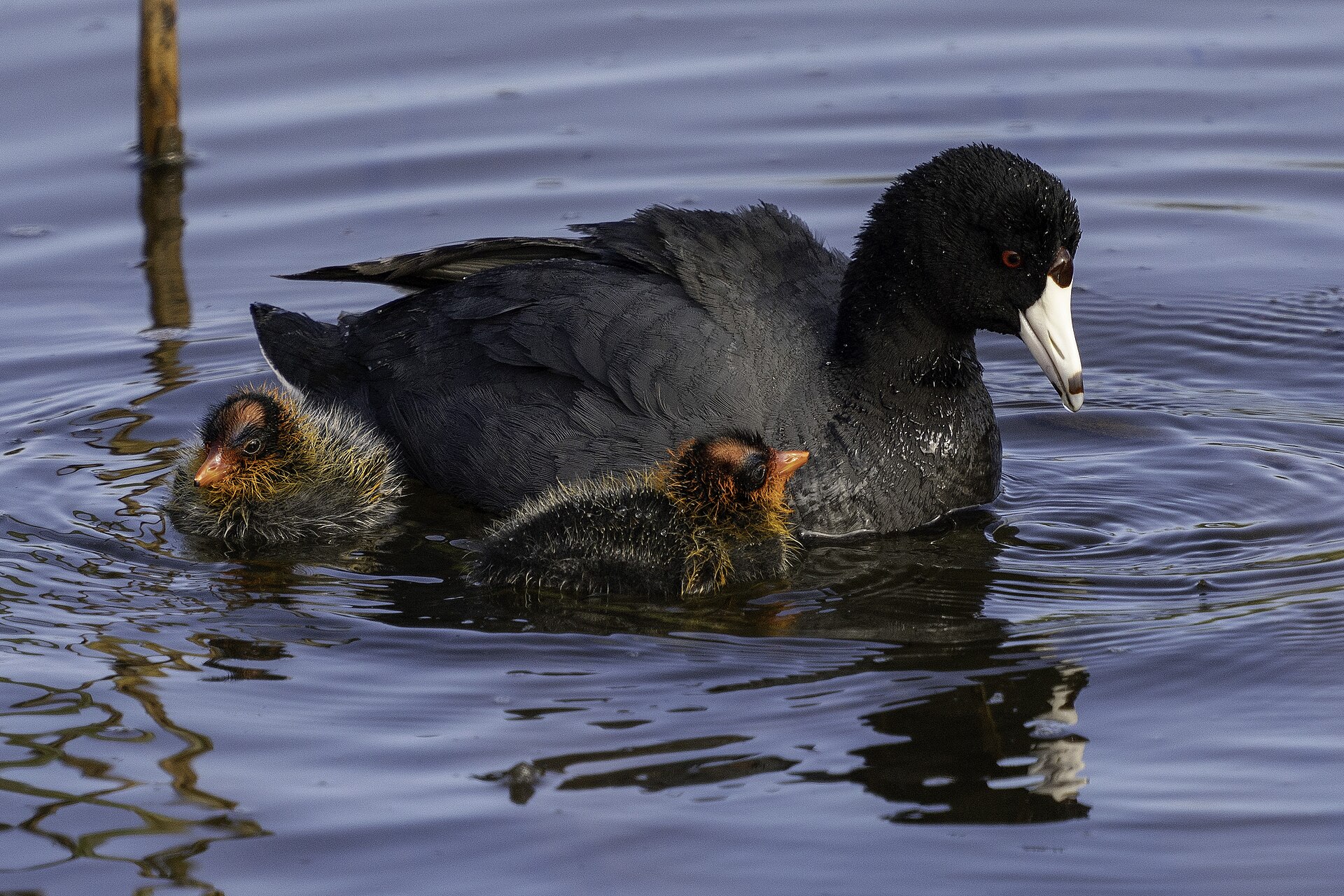 Caribbean Coot Caribbean Coot ()