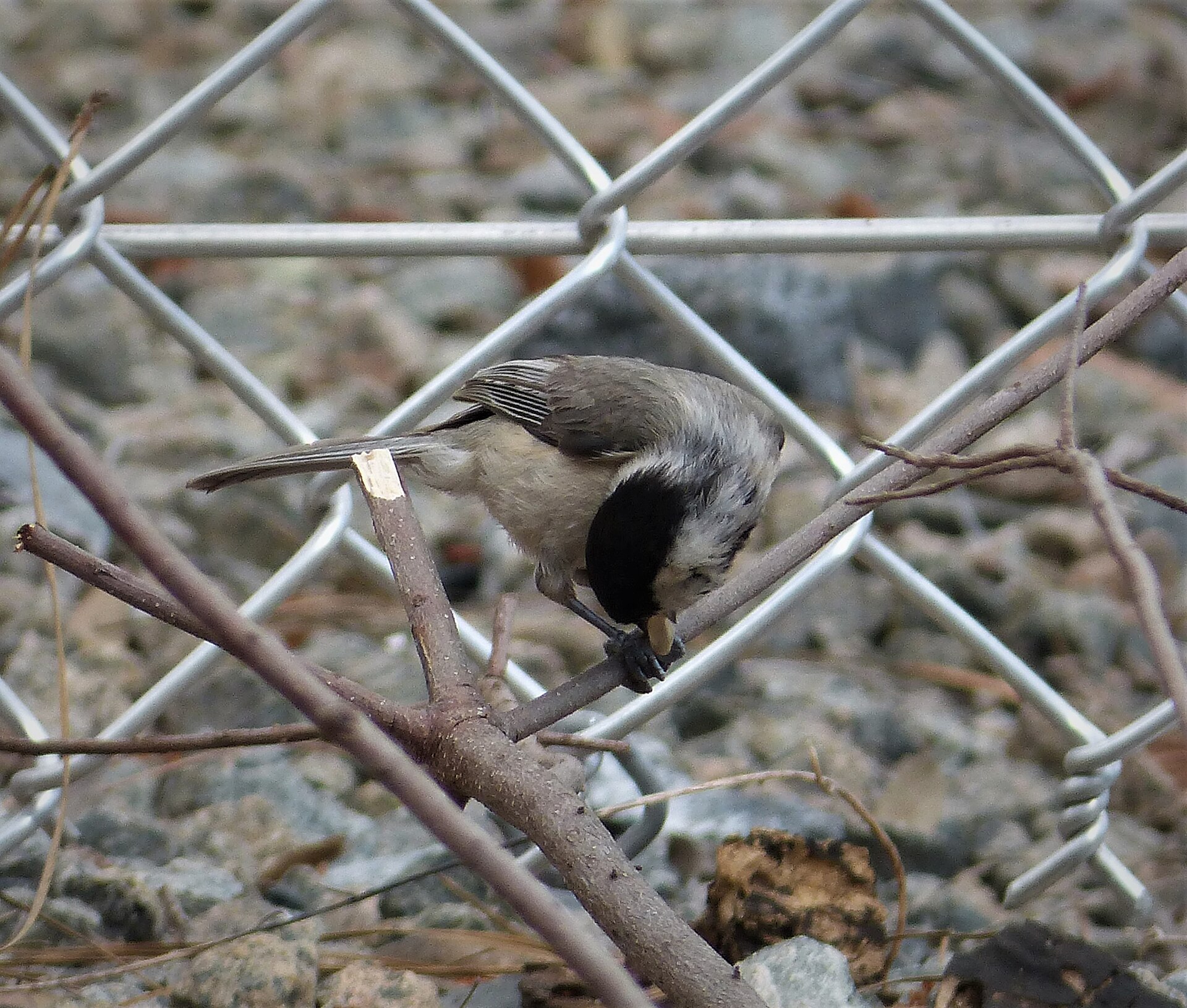 Carolina Chickadee Carolina Chickadee (Poecile carolinensis)