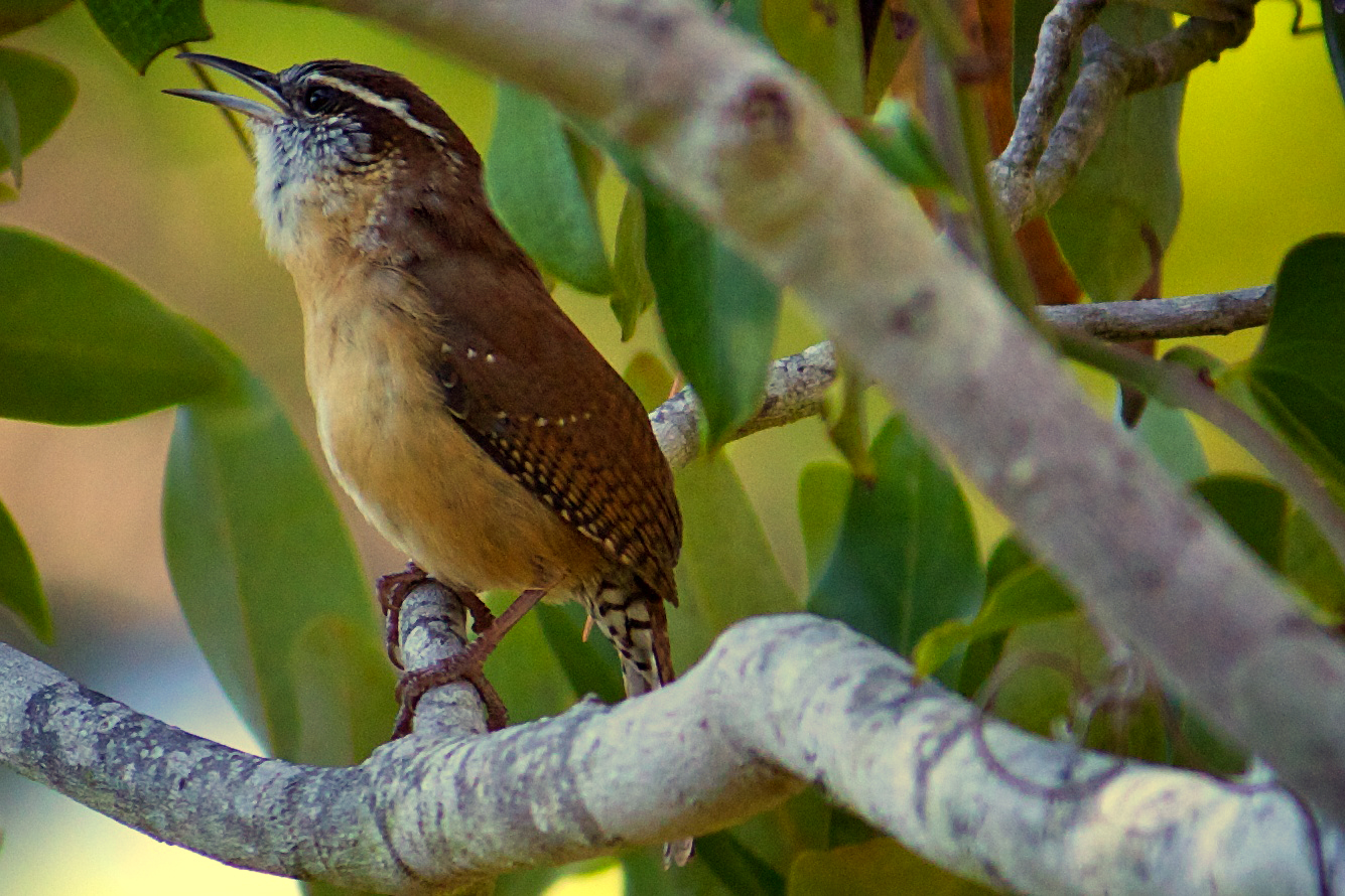 Carolina Wren Observation (Thryothorus ludovicianus)