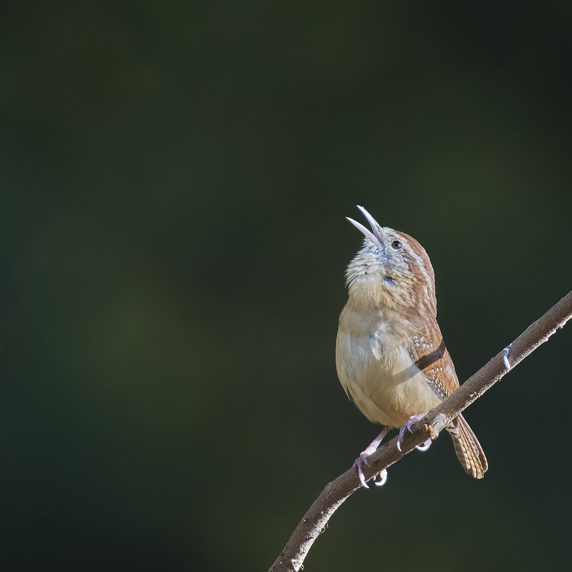Carolina Wren ()