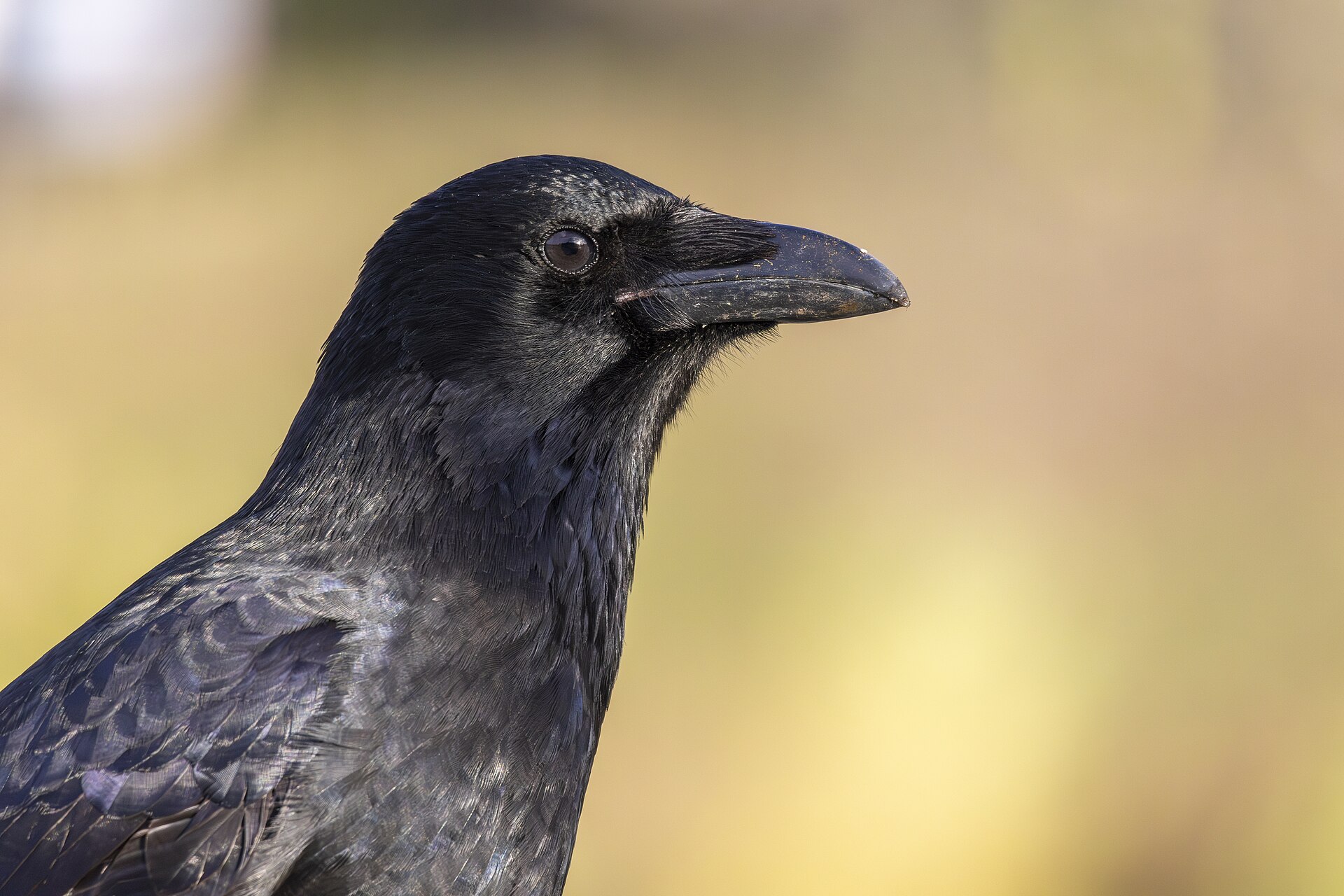 carrion crow