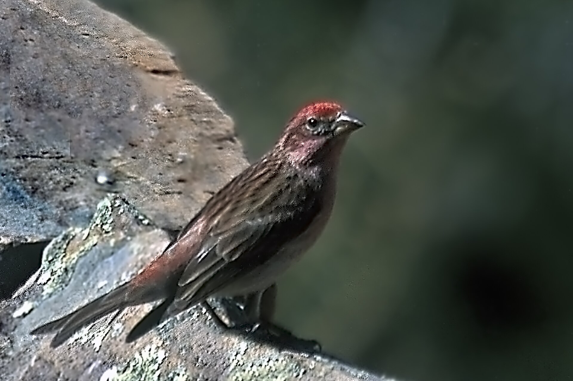 Cassins Finch (Carpodacus cassinii)
