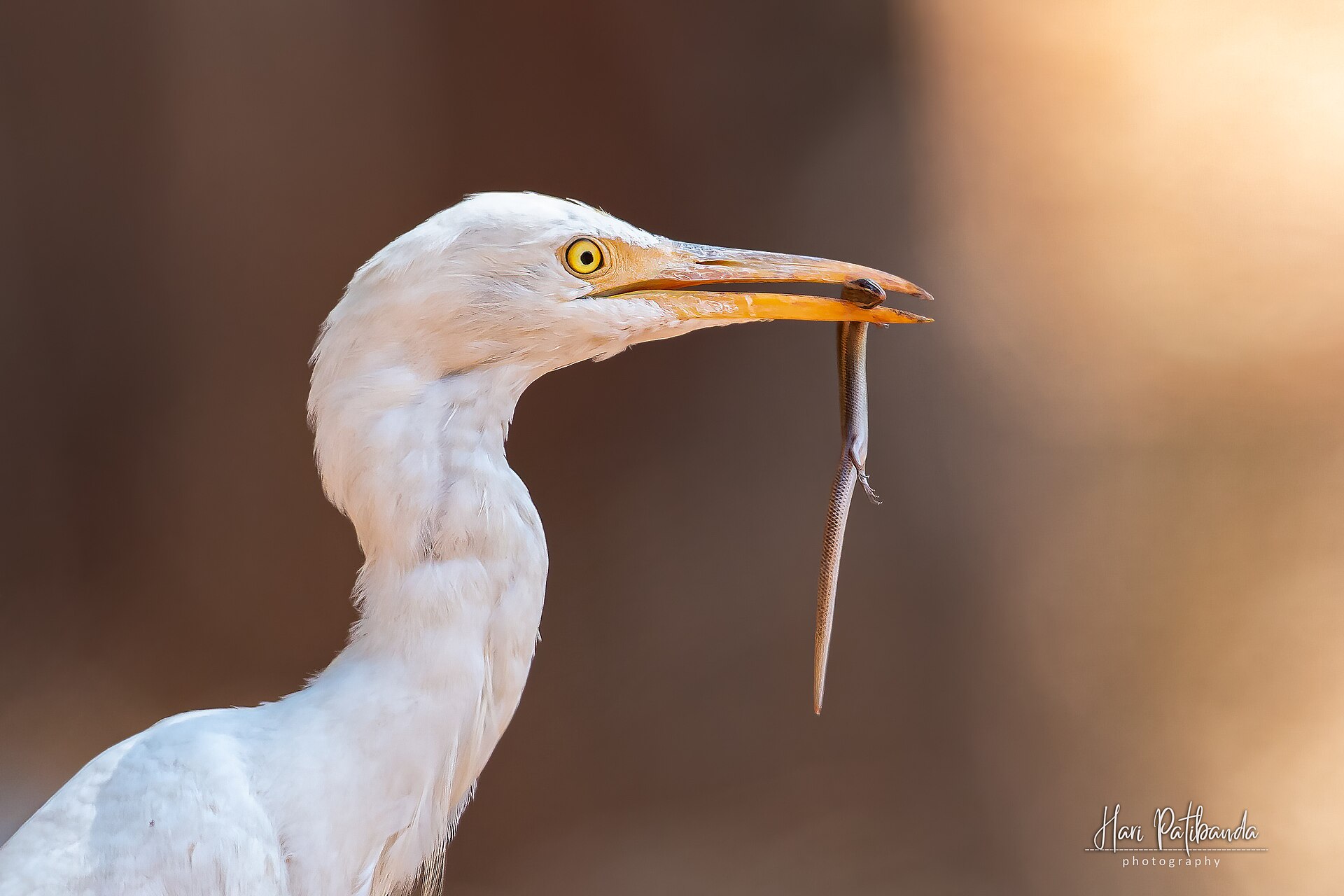 Cattle Egret Activity ()