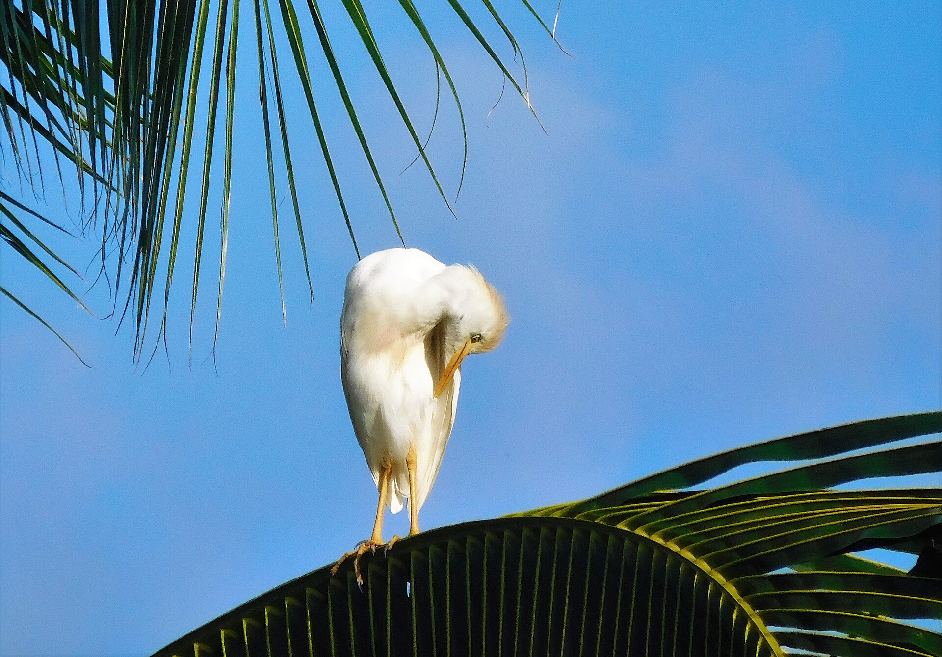 cattle egret