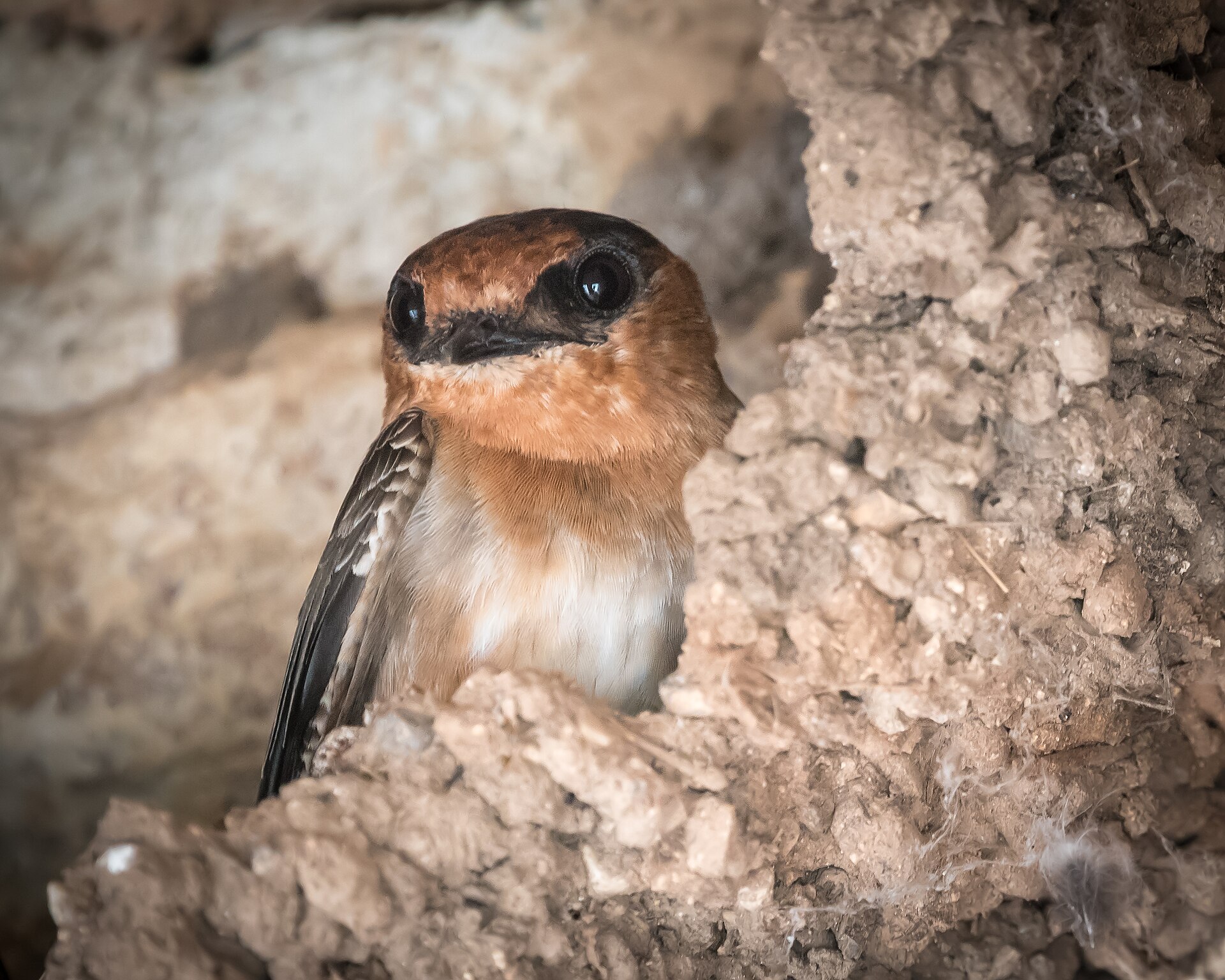 Cave Swallow ()