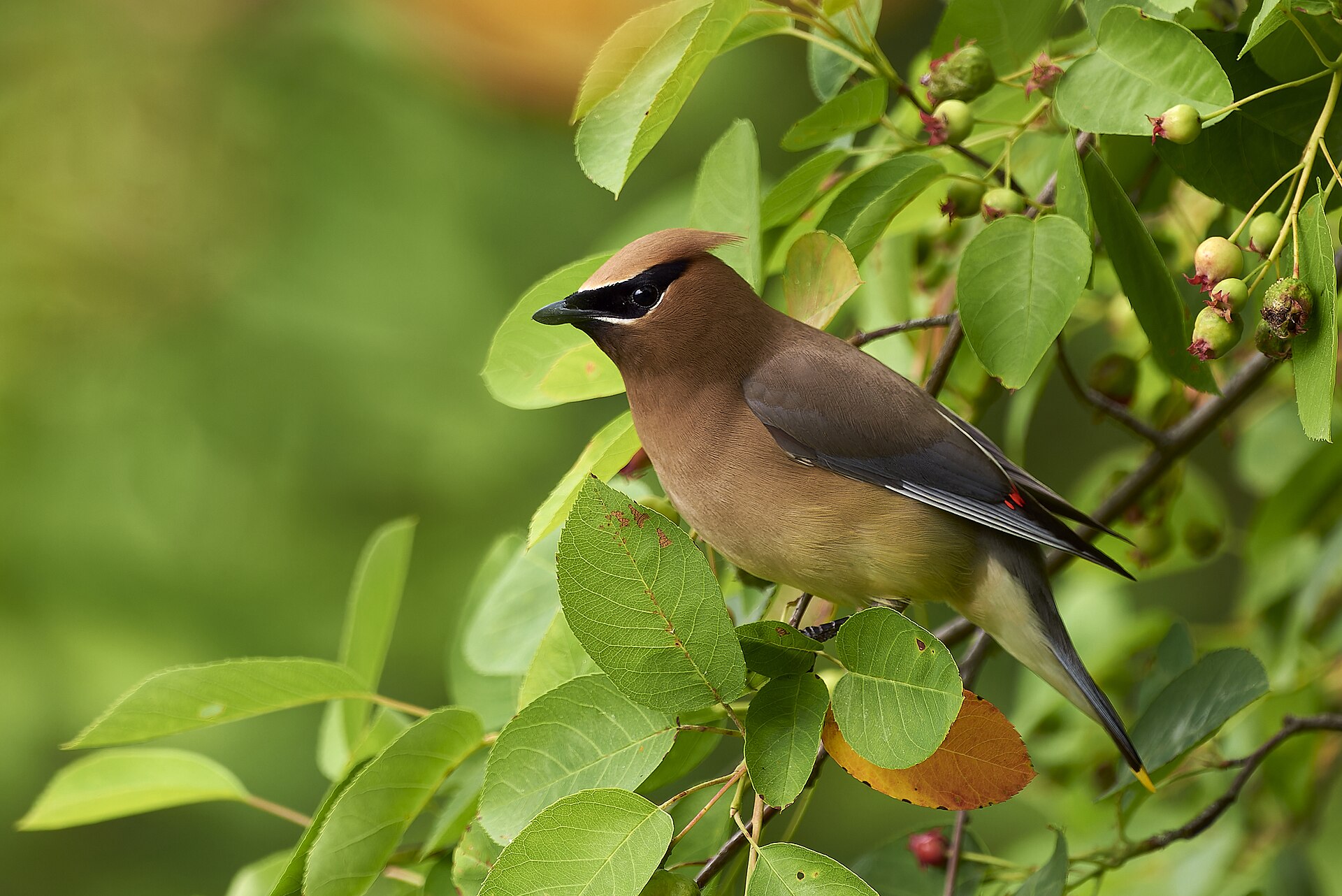 Cedar Waxwing ()