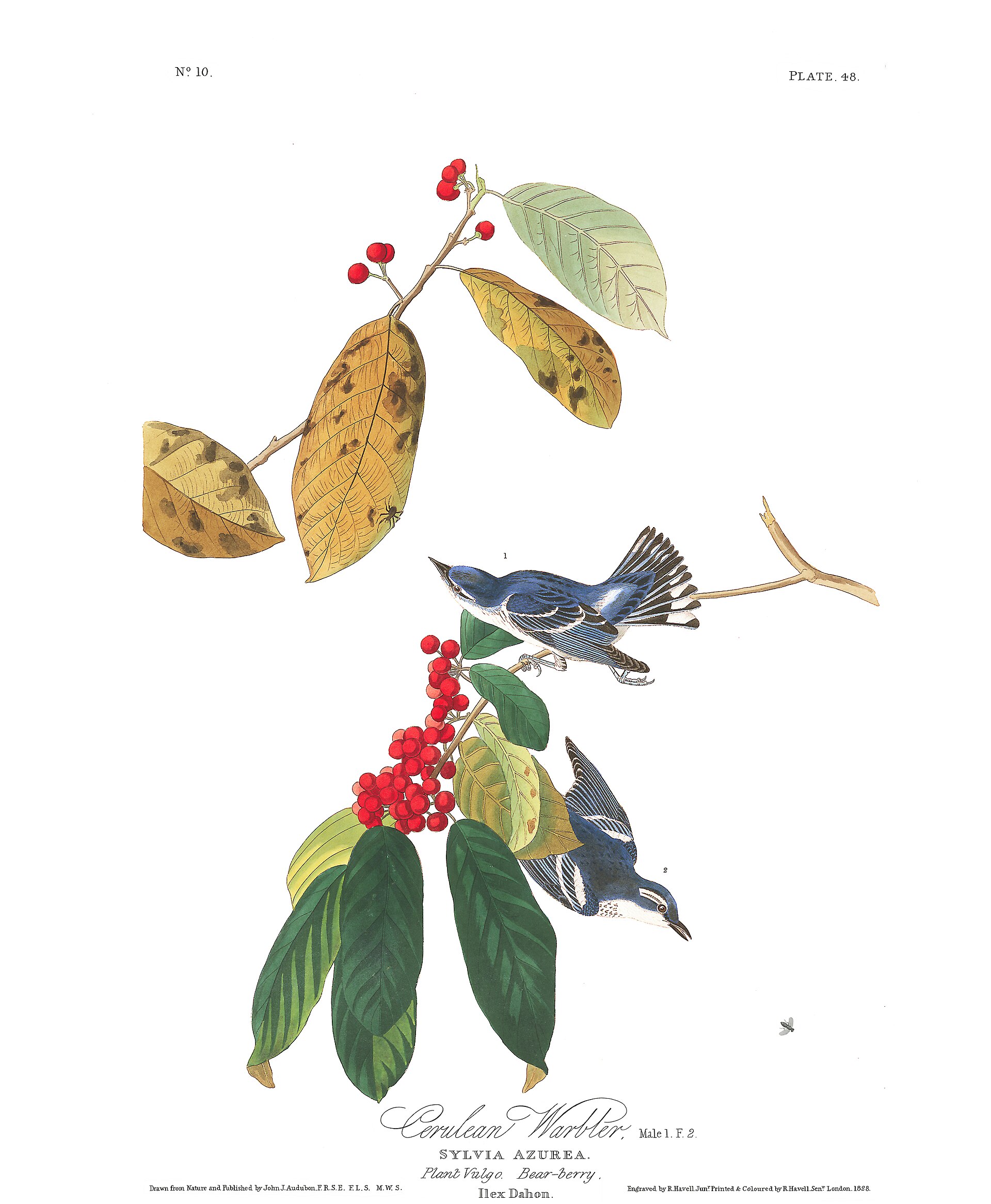 Cerulean Warbler Detail ()
