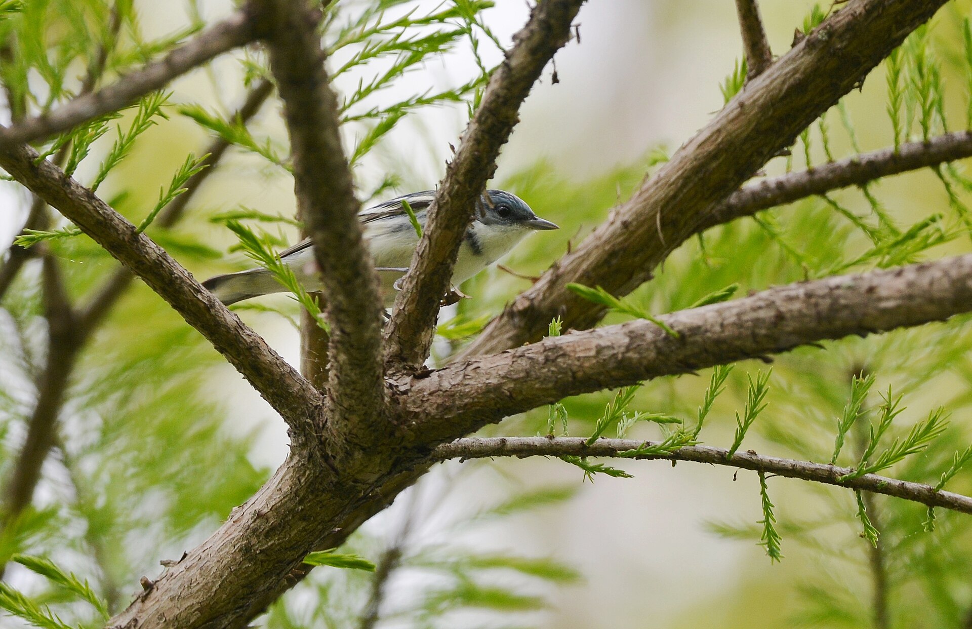 cerulean warbler