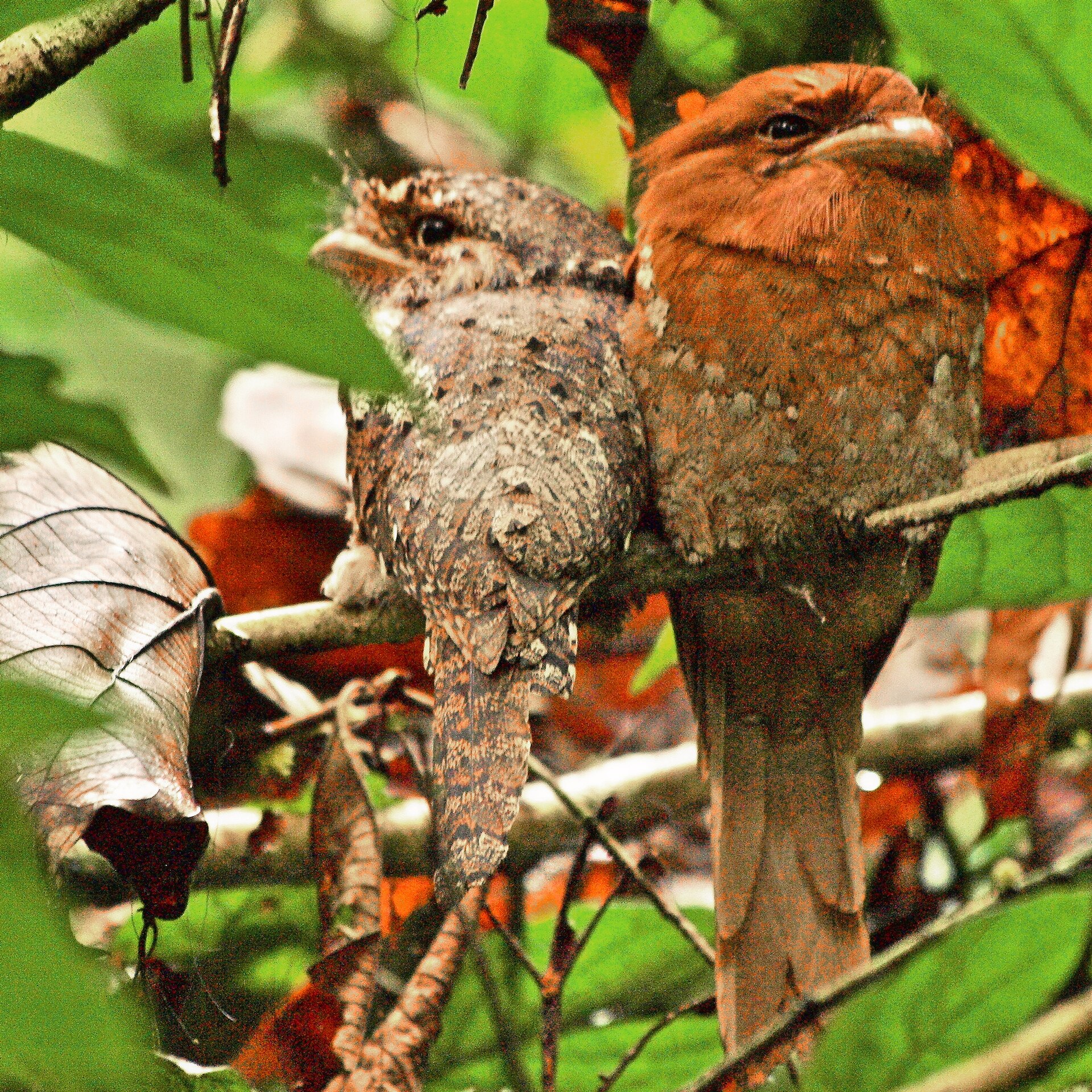 Ceylon Frogmouth (Batrachostomus moniliger)