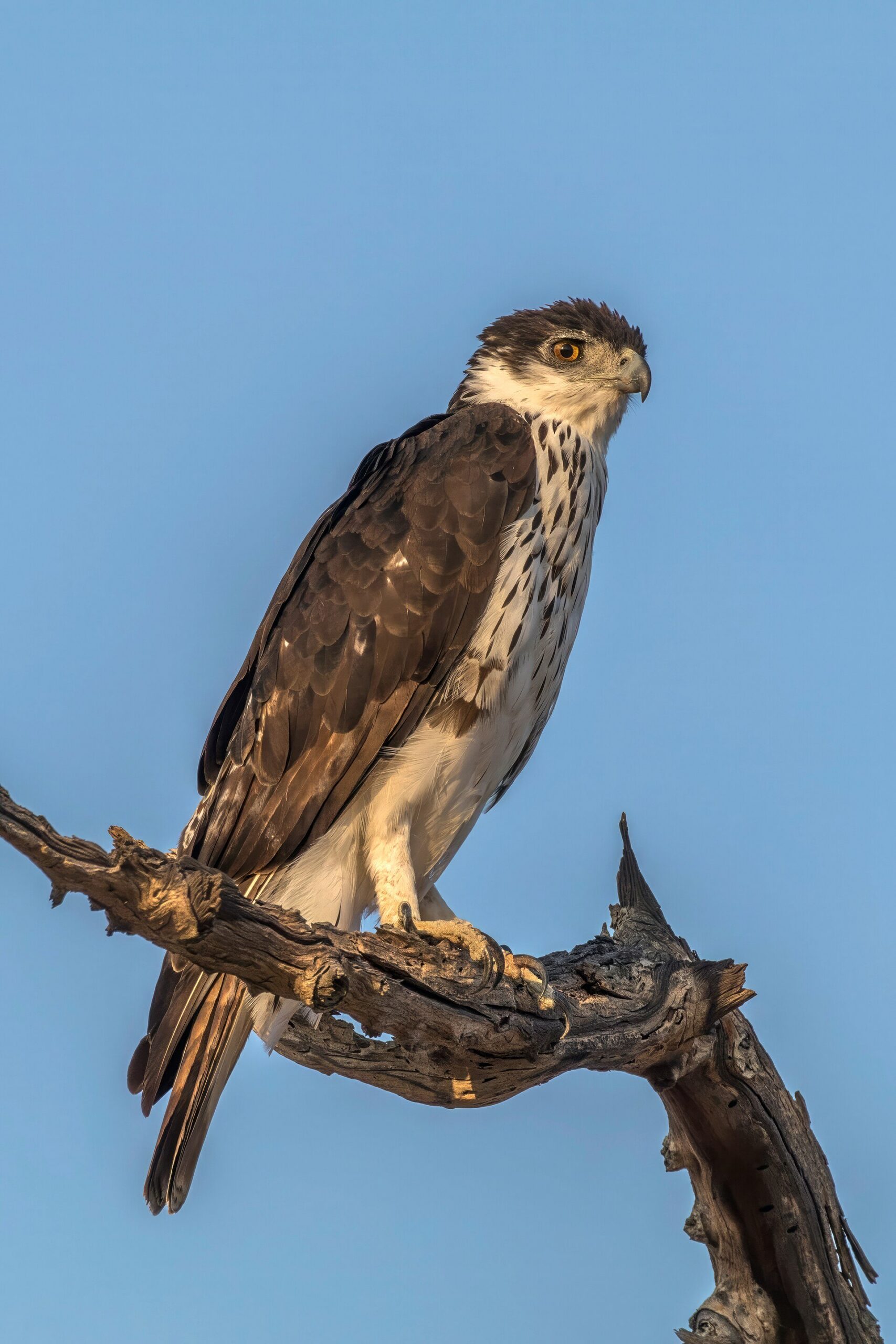 Changable Hawk-Eagle (Aquila spilogaster)