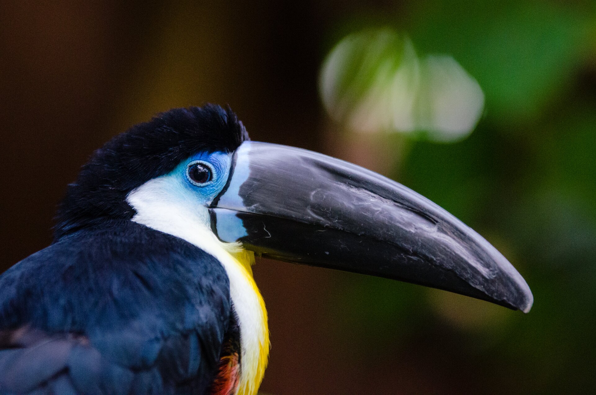 Channel-billed Toucan (Ramphastos vitellinus)