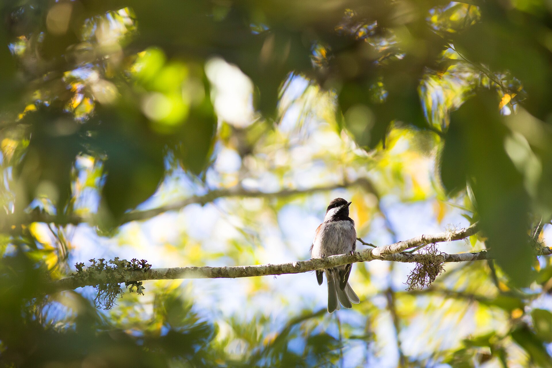 Chestnut-backed Chickadee (Poecile rufescens)