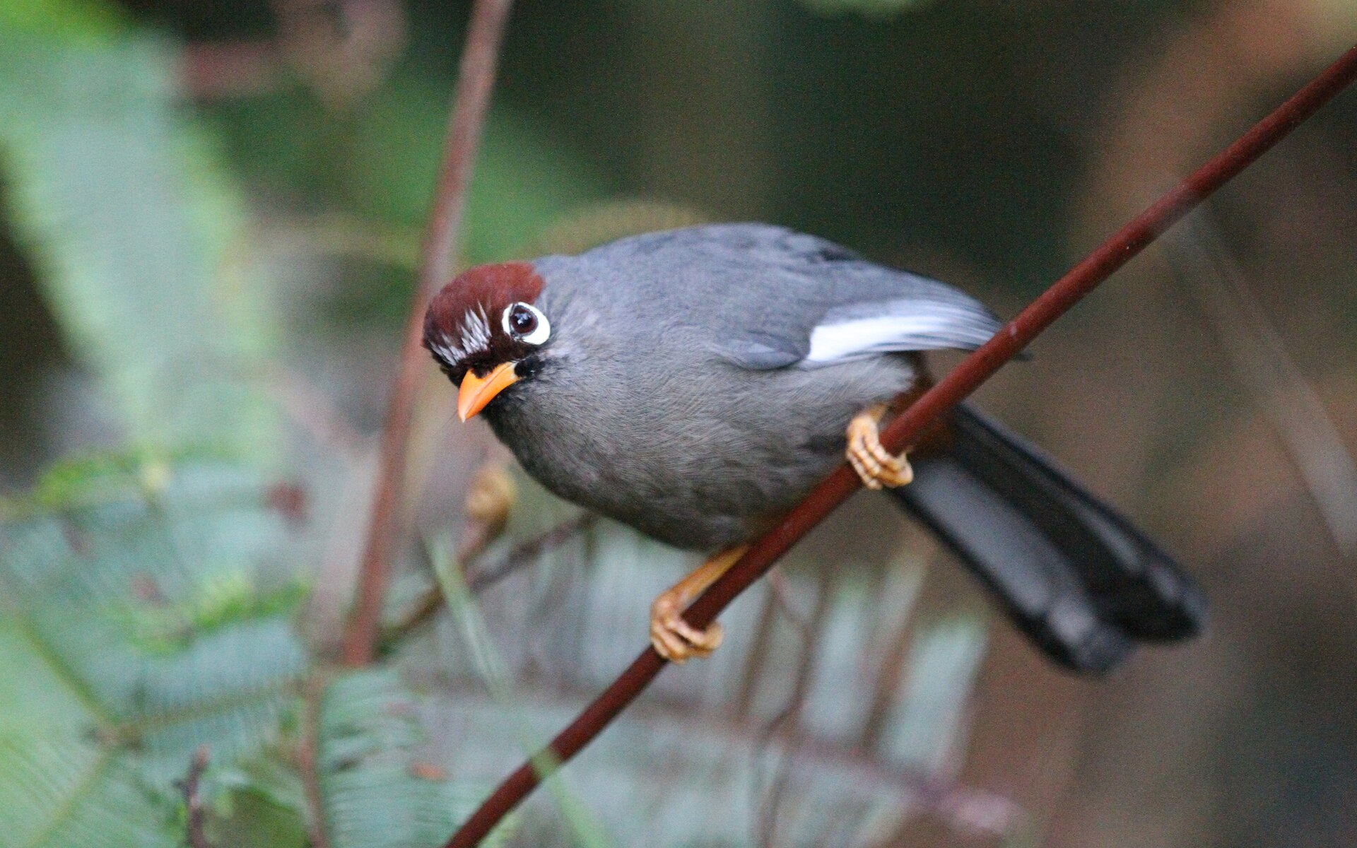 Chestnut-capped Laughingthrush ()