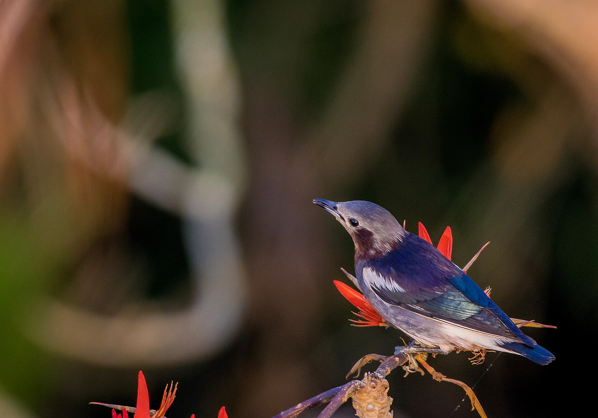 chestnut cheeked starling